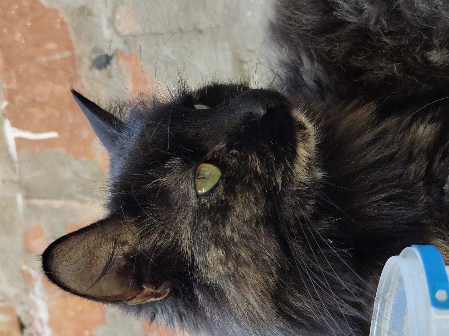 Long-haired cats drinking water near a brick wall