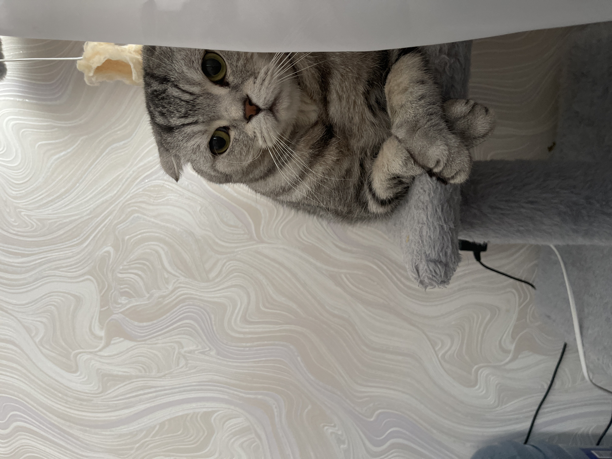 Scottish Fold cat photographed on cat tree in Izhevsk