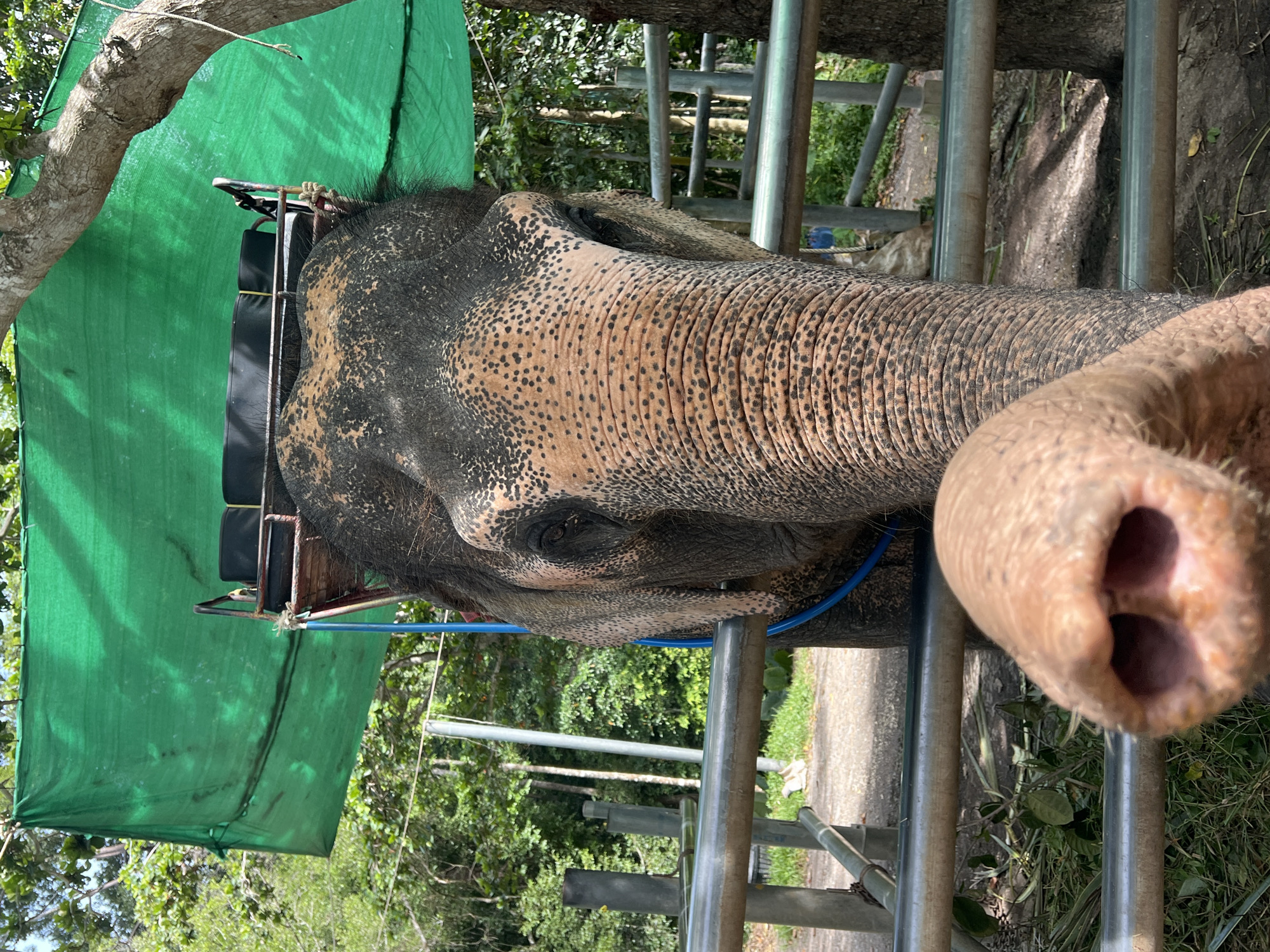 Up close with elephants at a Ko Samui sanctuary