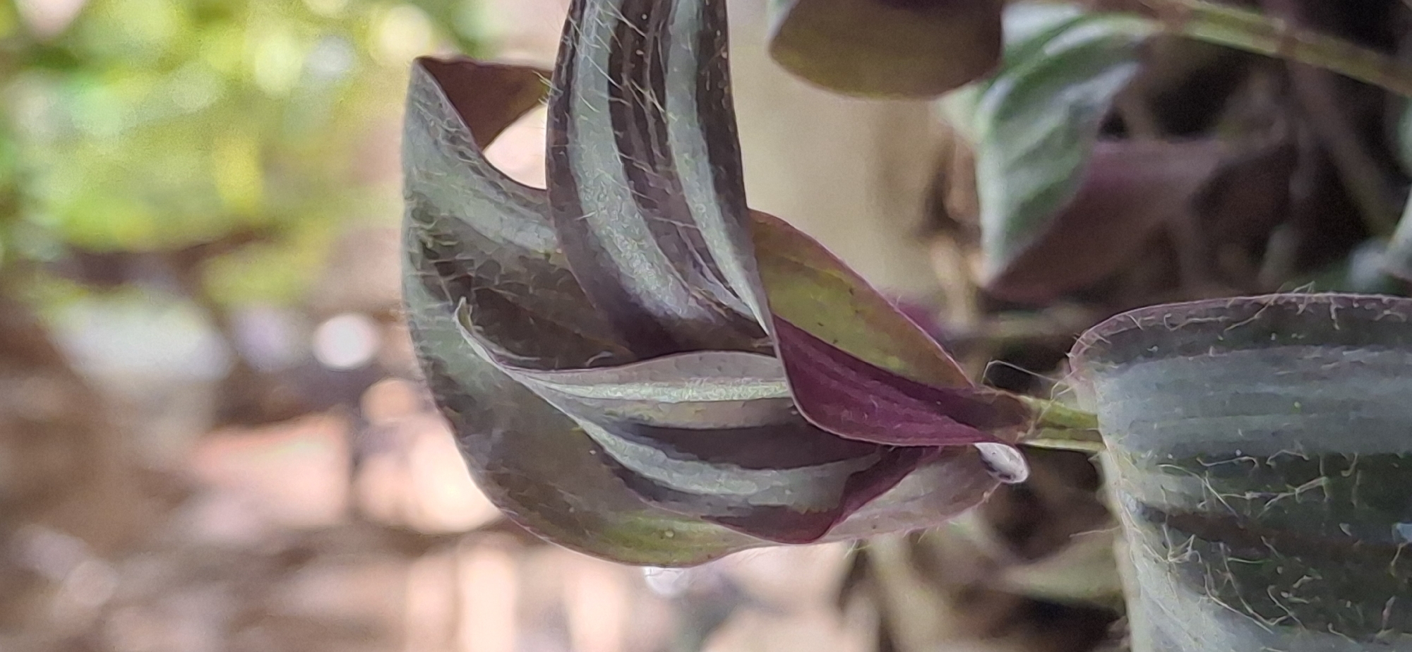 Detailed botanical walk through tropical vegetation in Vallecito, Venezuela