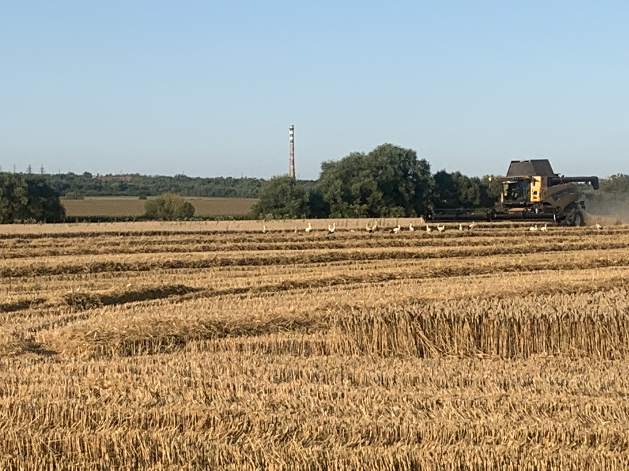 Wheat harvest in full swing across Korolivka fields