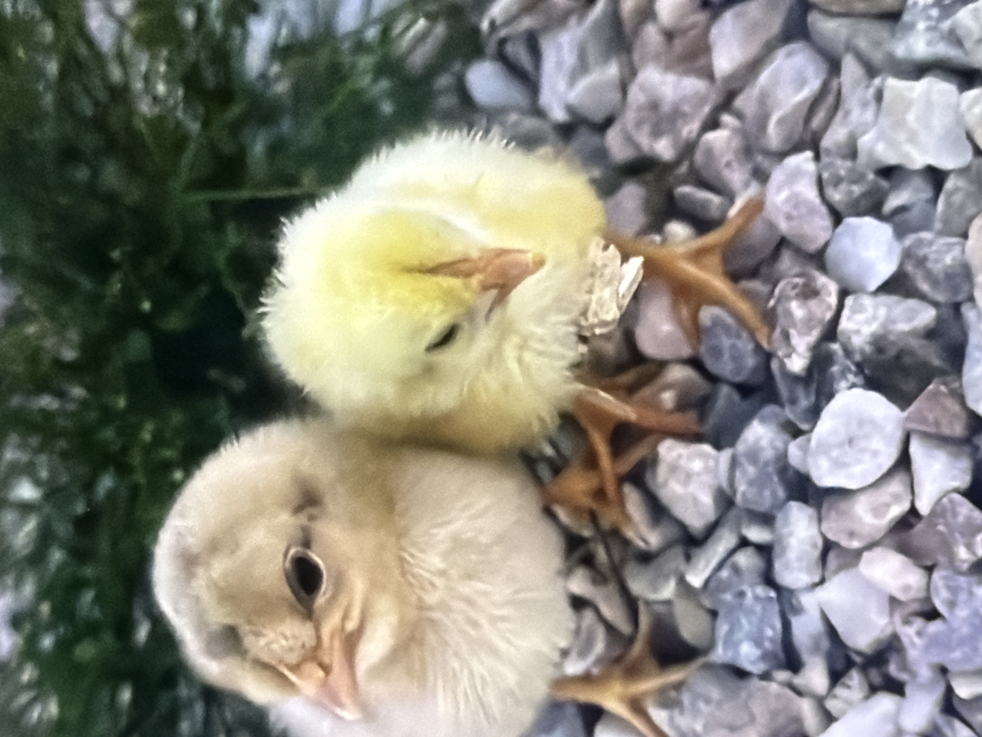 Bukuru farm animals and chicks, with a few odd additions