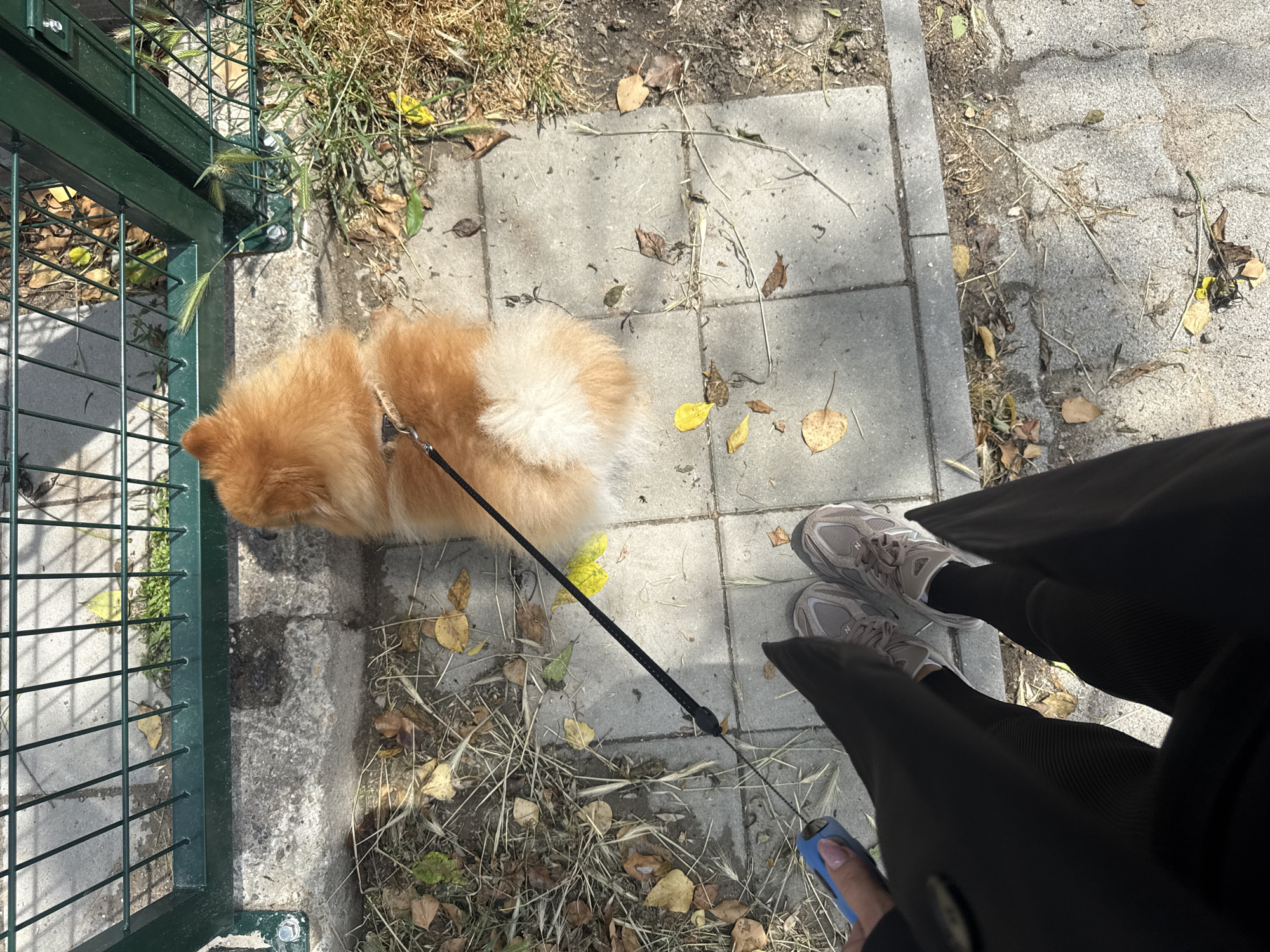 Woman walks small dog in urban setting