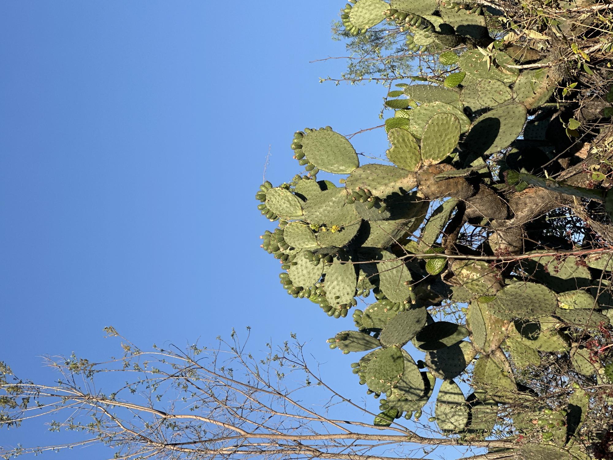 Clear skies reveal Mexico City's natural landscape amid urban setting