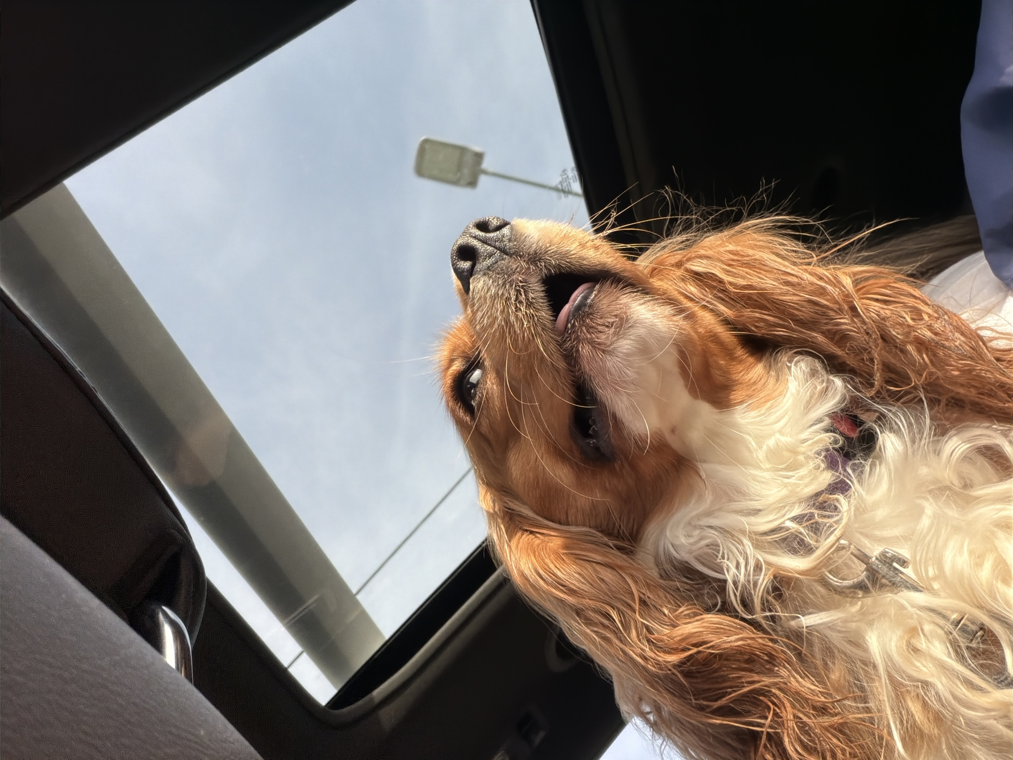 Cavalier King Charles Spaniel enjoys a sunroof moment in Novgorod