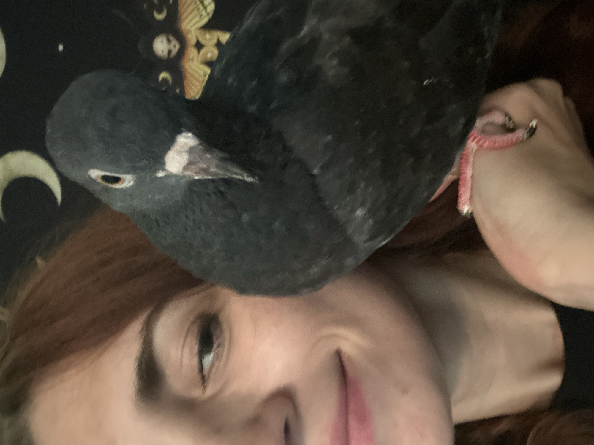 Pigeon handling and quiet domestic moments in Togliatti