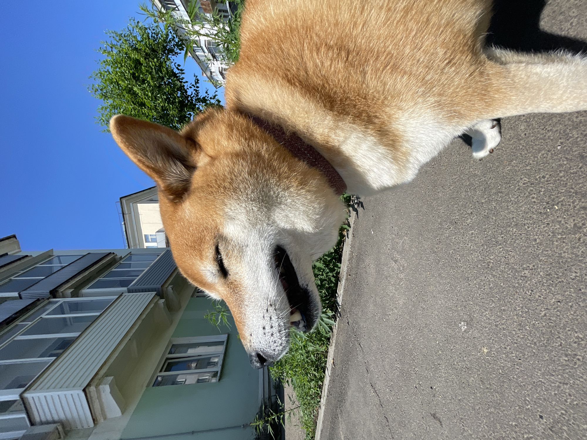 Dog walk through a quiet Zheleznogorsk neighborhood, summer morning