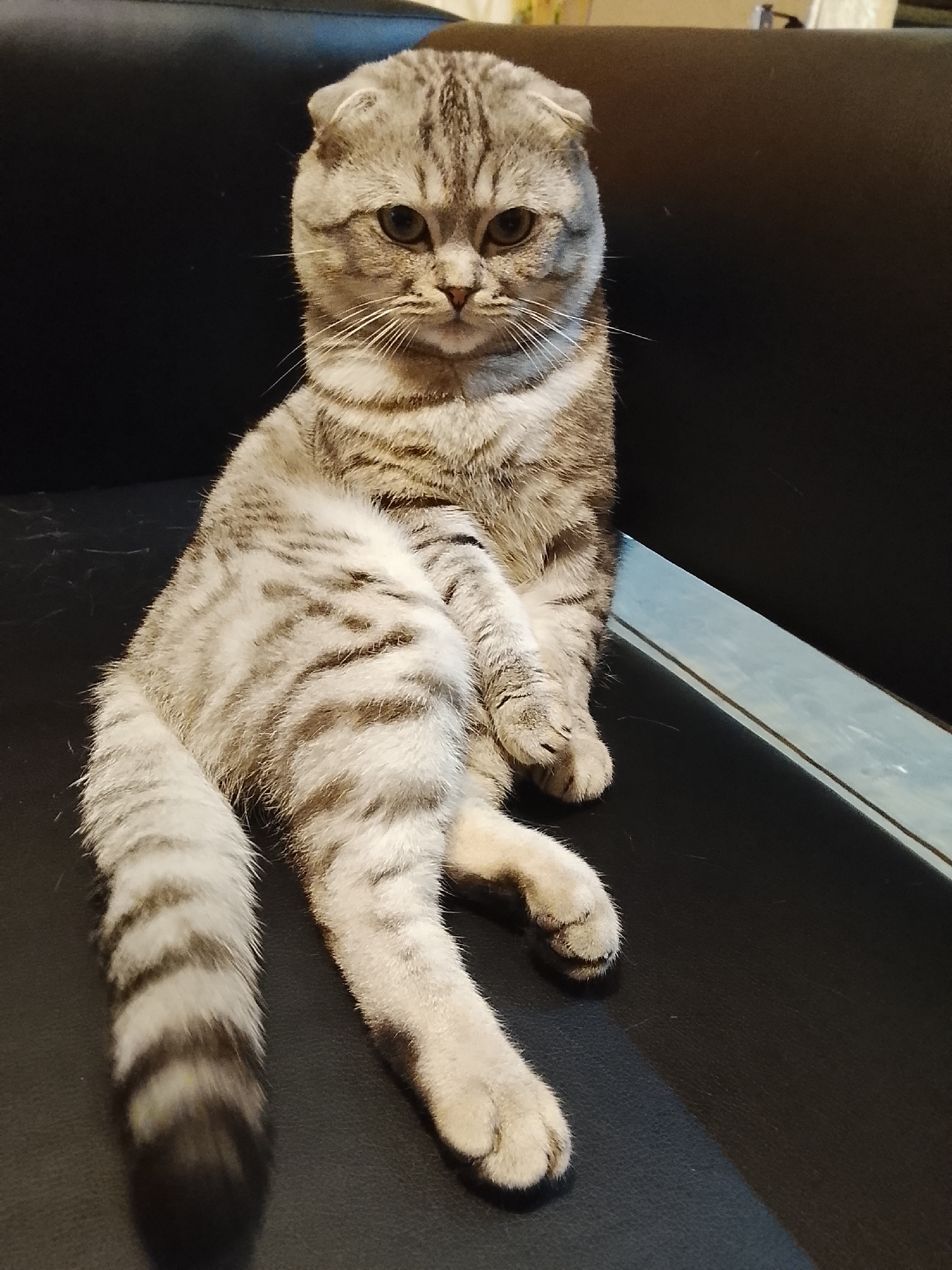 Scottish Fold cat documented on furniture in Russian village