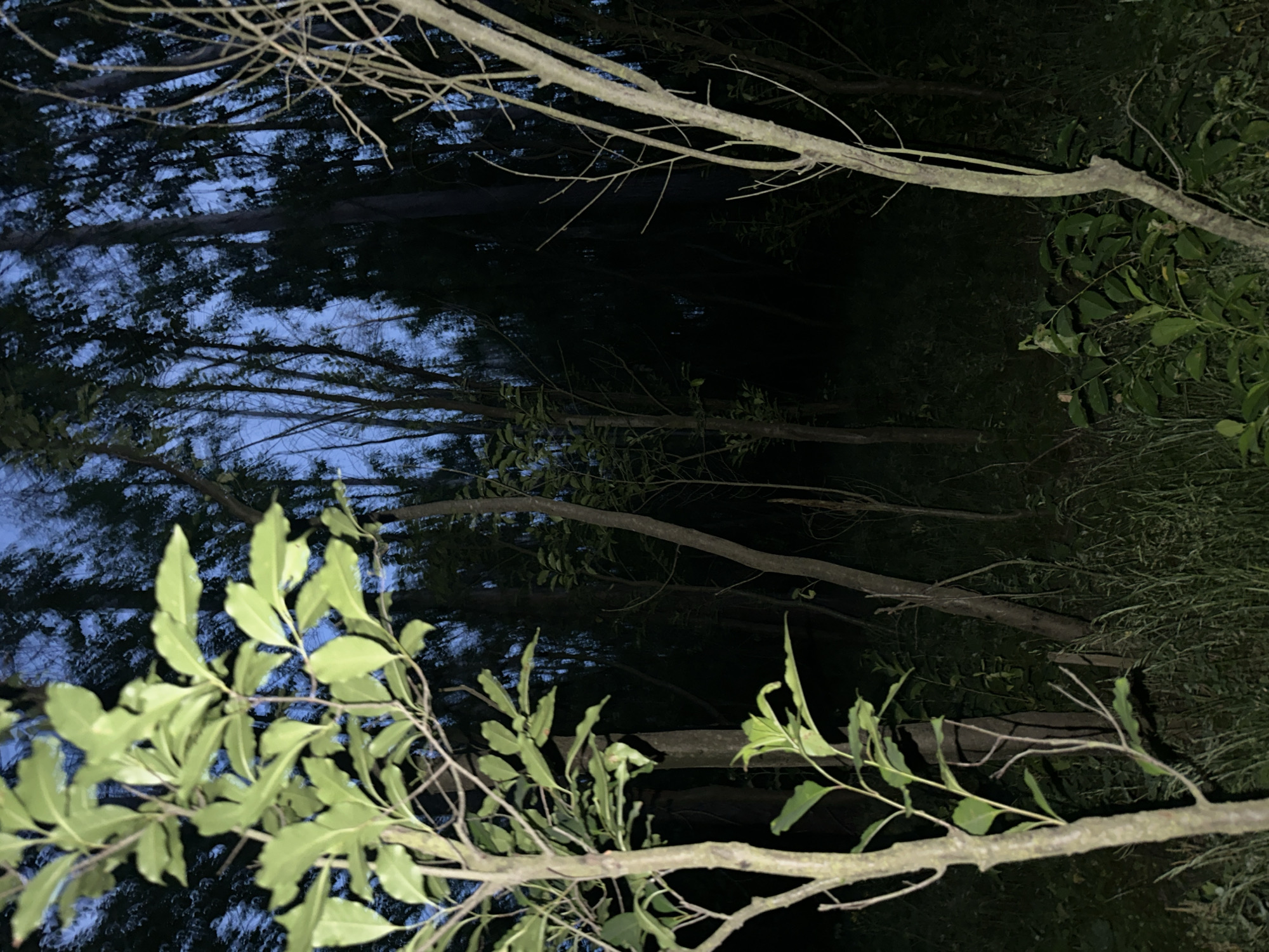 Evening stroll through woods with close-up nature details