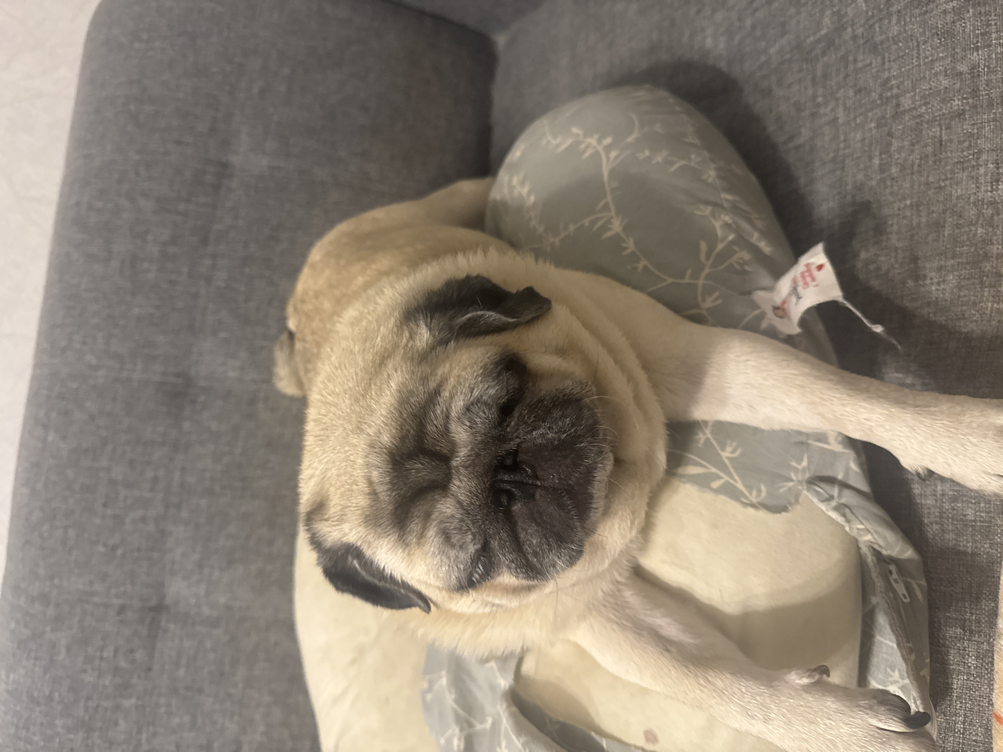 Pug napping at home, plus a racing helmet on display