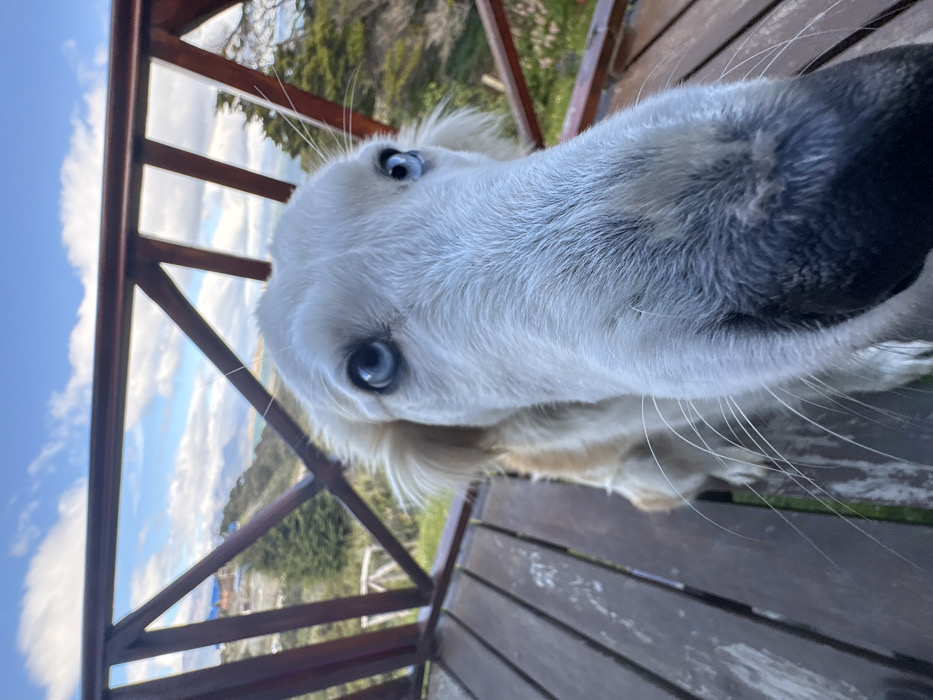 Blue-eyed dog photographed relaxing on deck in Ushuaia
