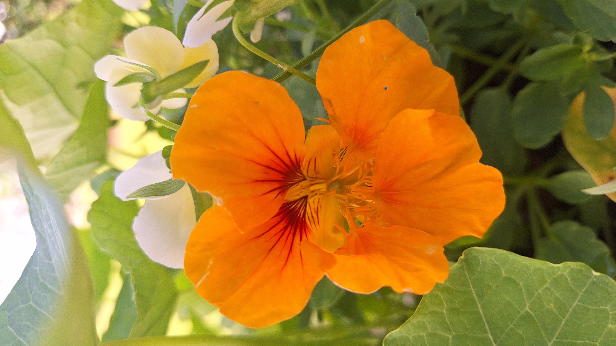 Latvian garden in full summer bloom, flower by flower