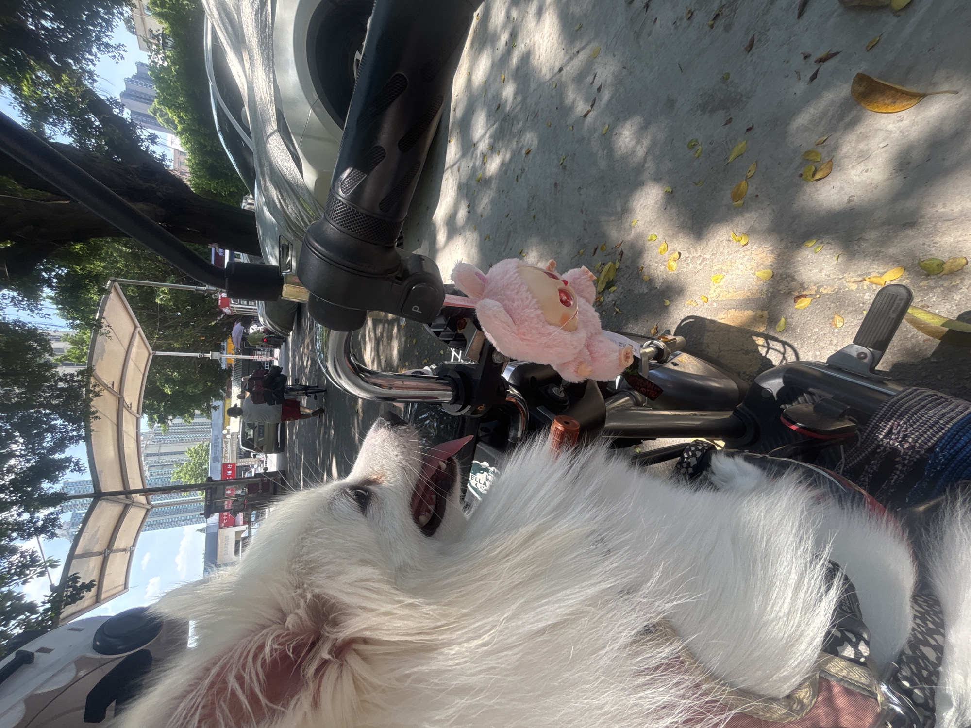 Pomeranian on a scooter, shades, and a purple EV in Nanhai