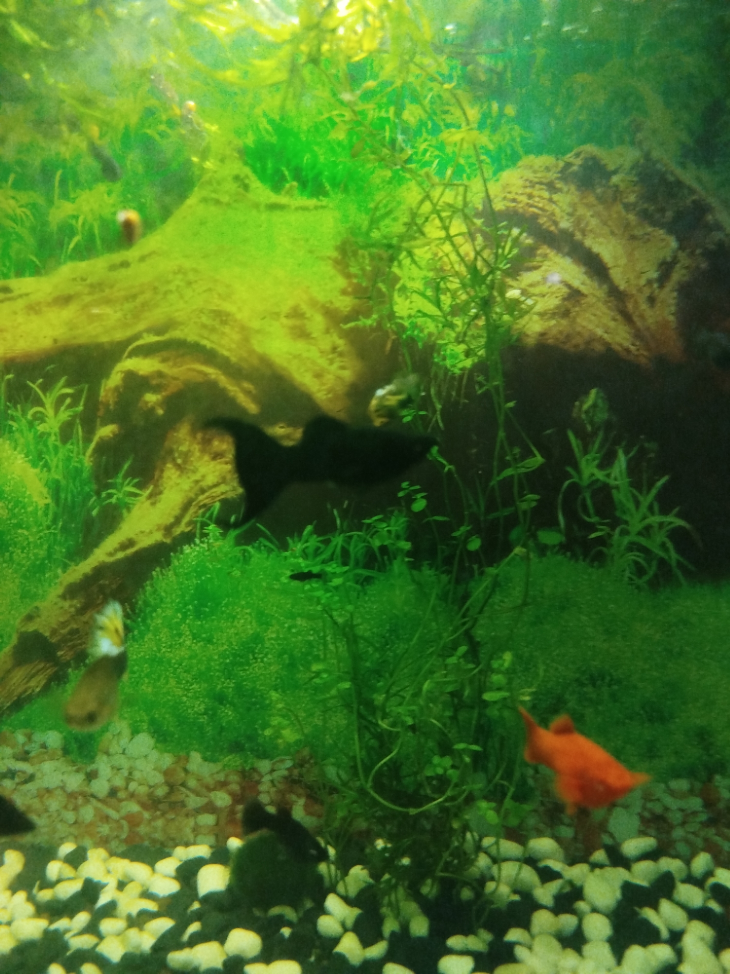 Freshwater aquarium life and an open sky
