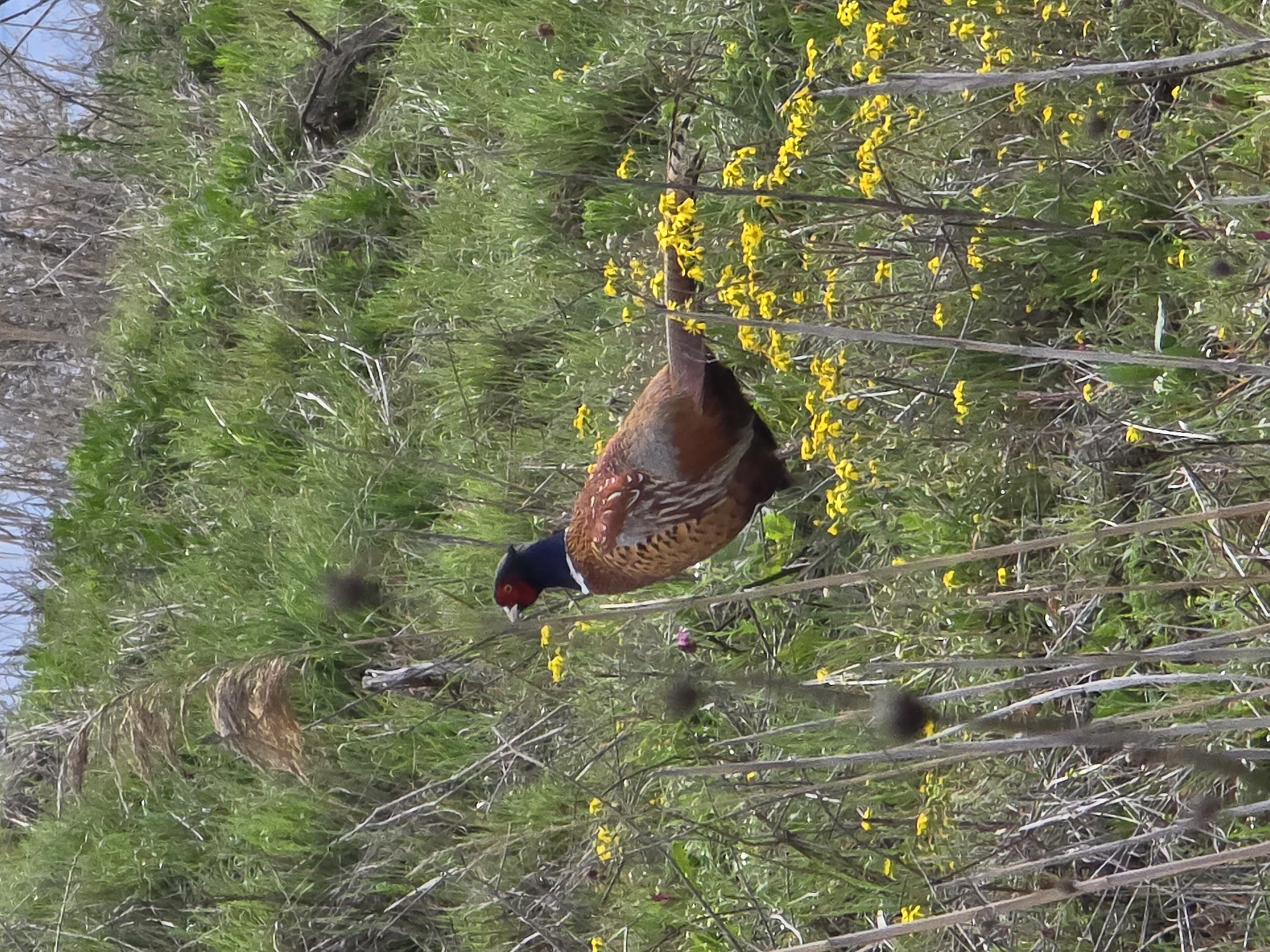 Male pheasant spotted in flower-filled field near Plovdiv