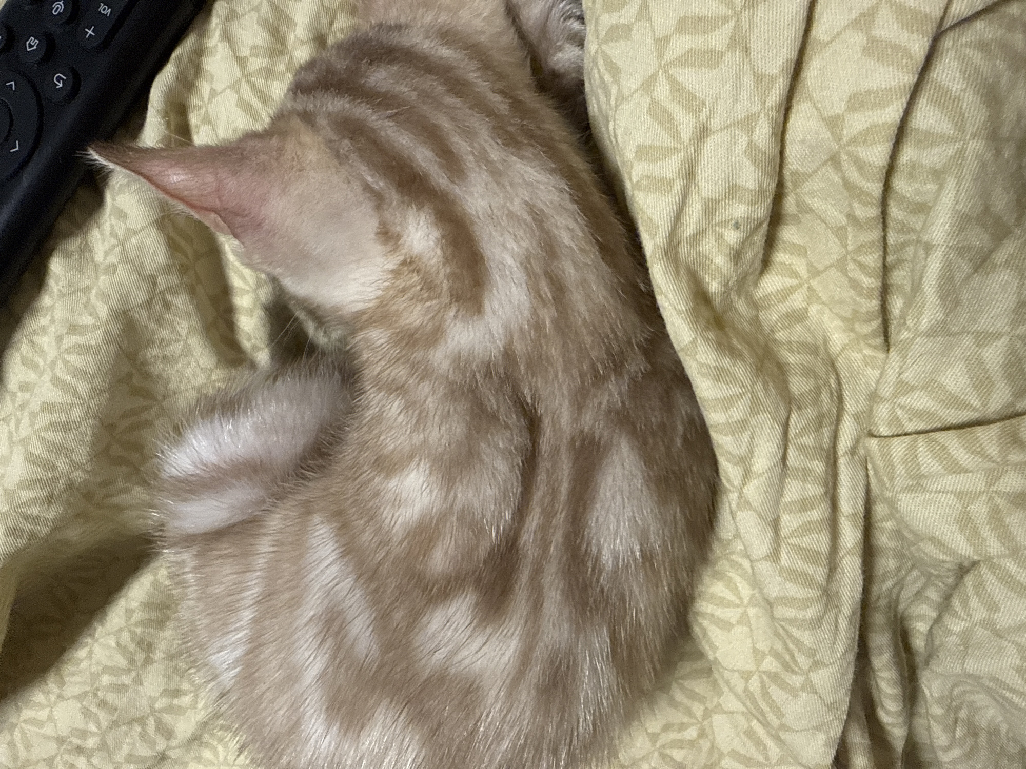 Lazy afternoon with kittens, selfies, and a strawberry drink in Izhevsk