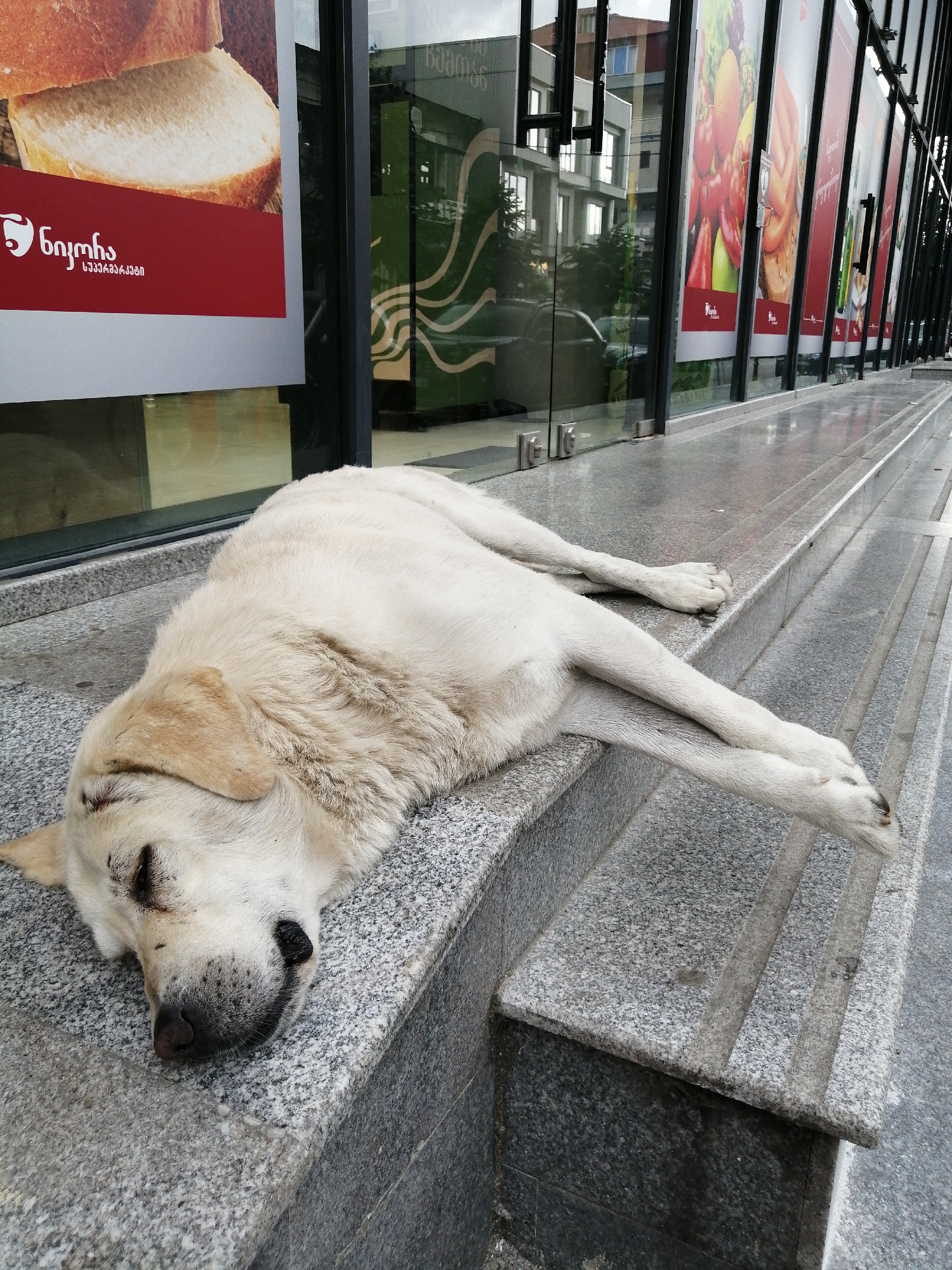 Dog naps on granite steps outside a Batumi storefront