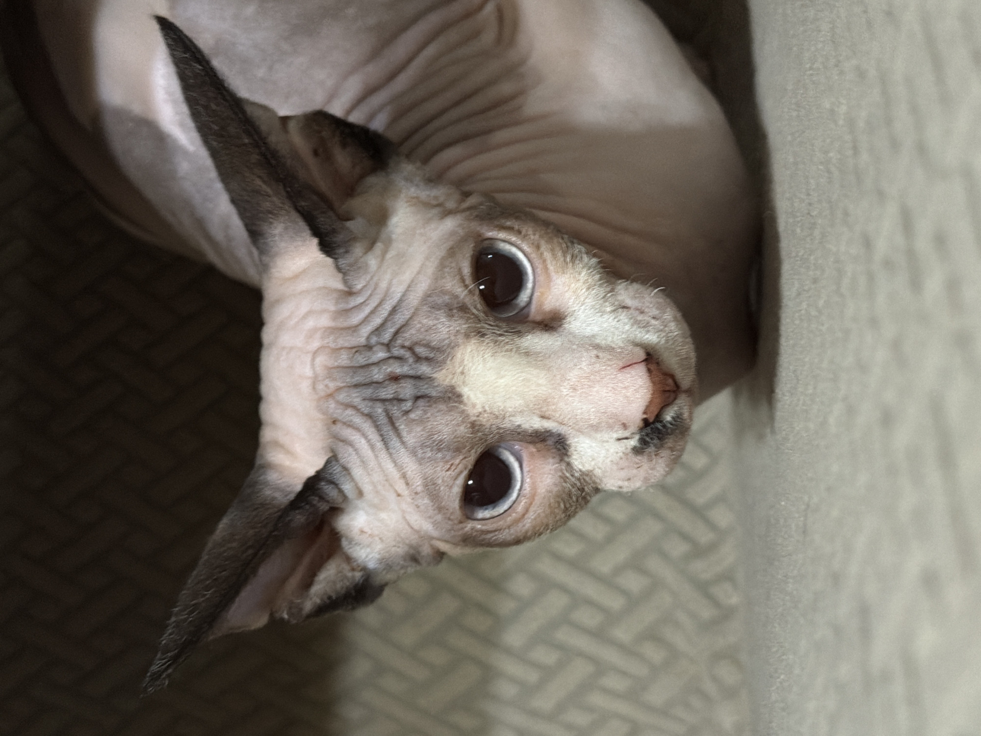 Urban daily life: cats, cobblestone streets, bronze statues captured