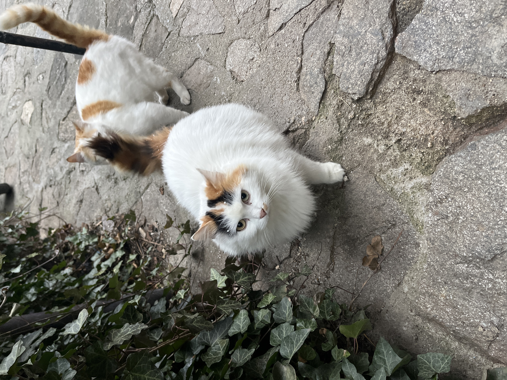Rainy day scenes and street cats captured in Koprivshtitsa
