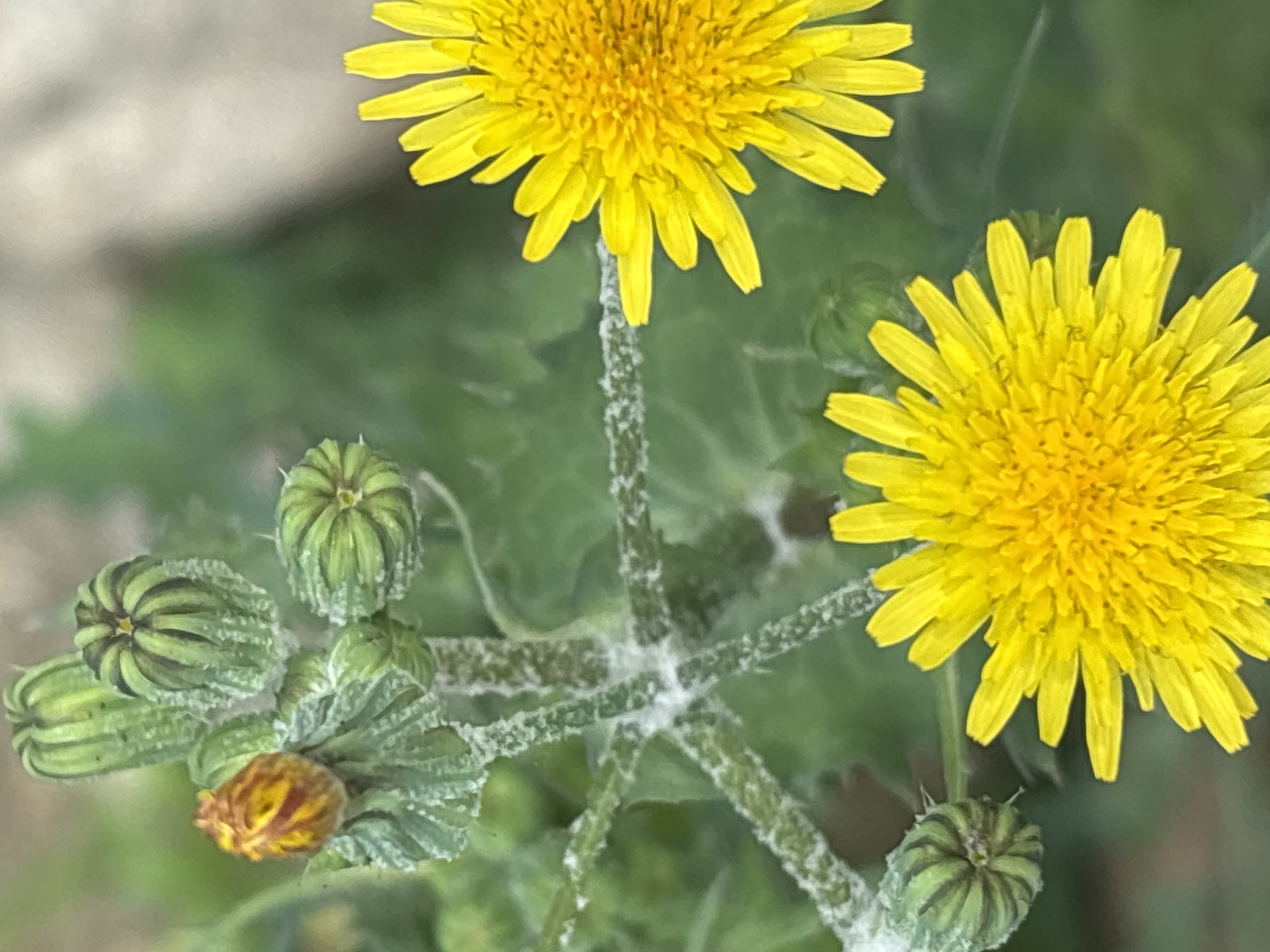 Botanical walk through Sochi capturing local plants and flowers