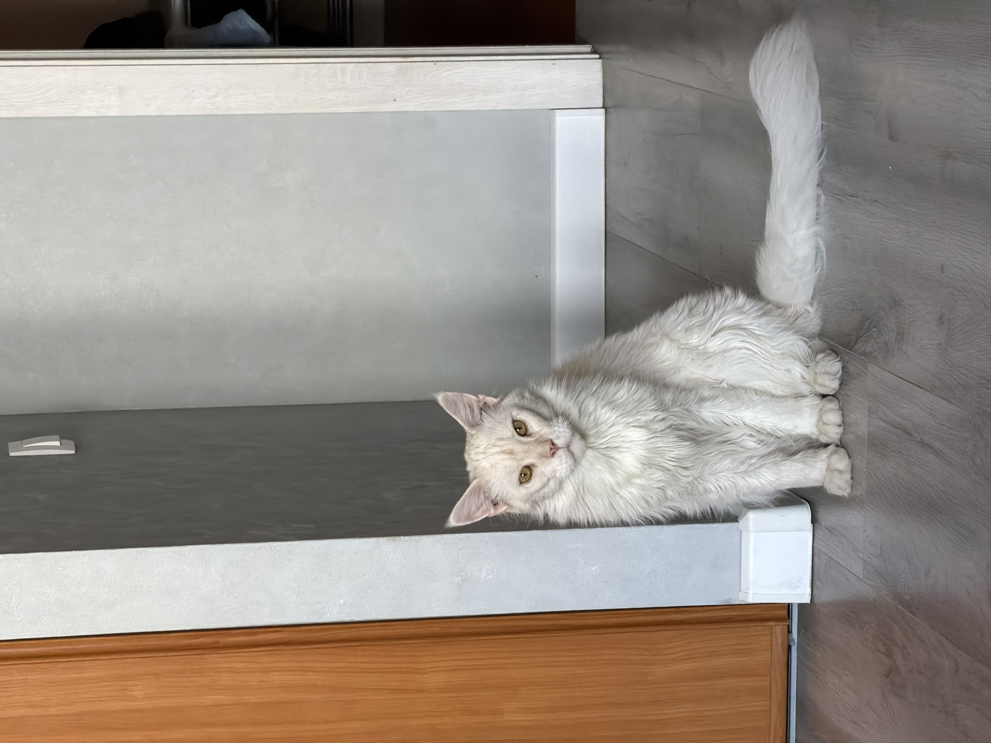White fluffy cat spotted indoors in Kazan, Russia