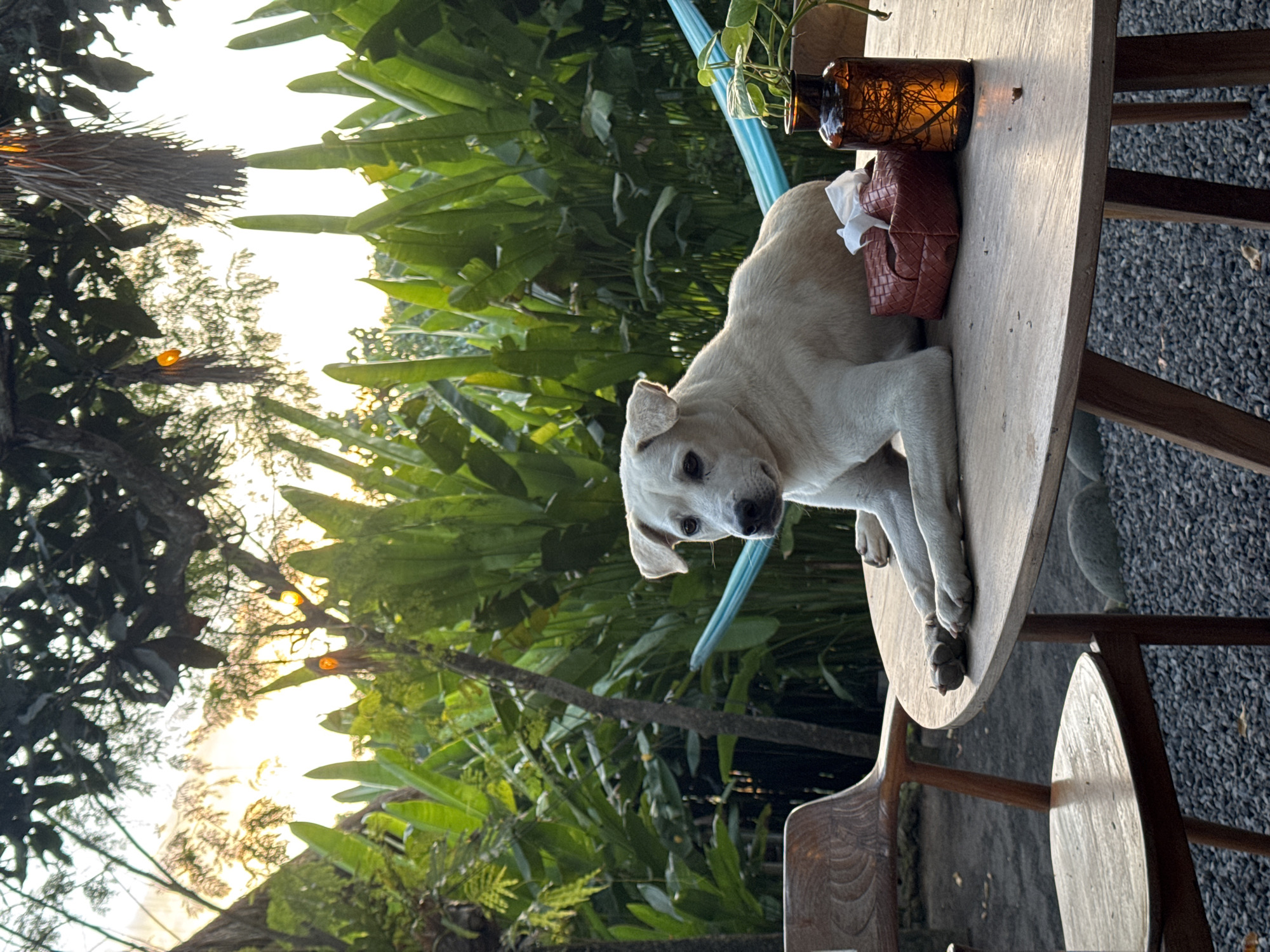 Curious dog lounging on an outdoor table in tropical surroundings.