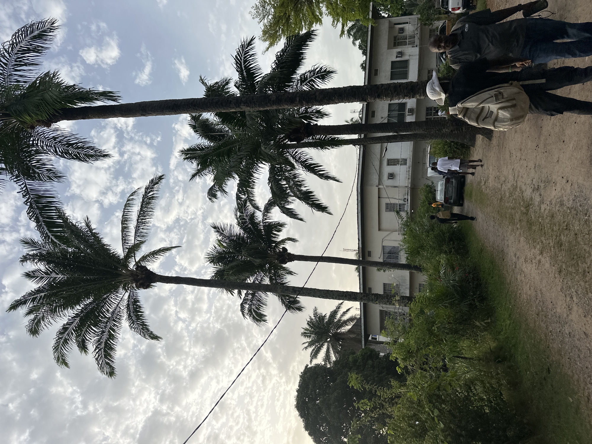 Morning street life and palm harvest documented in Lagos