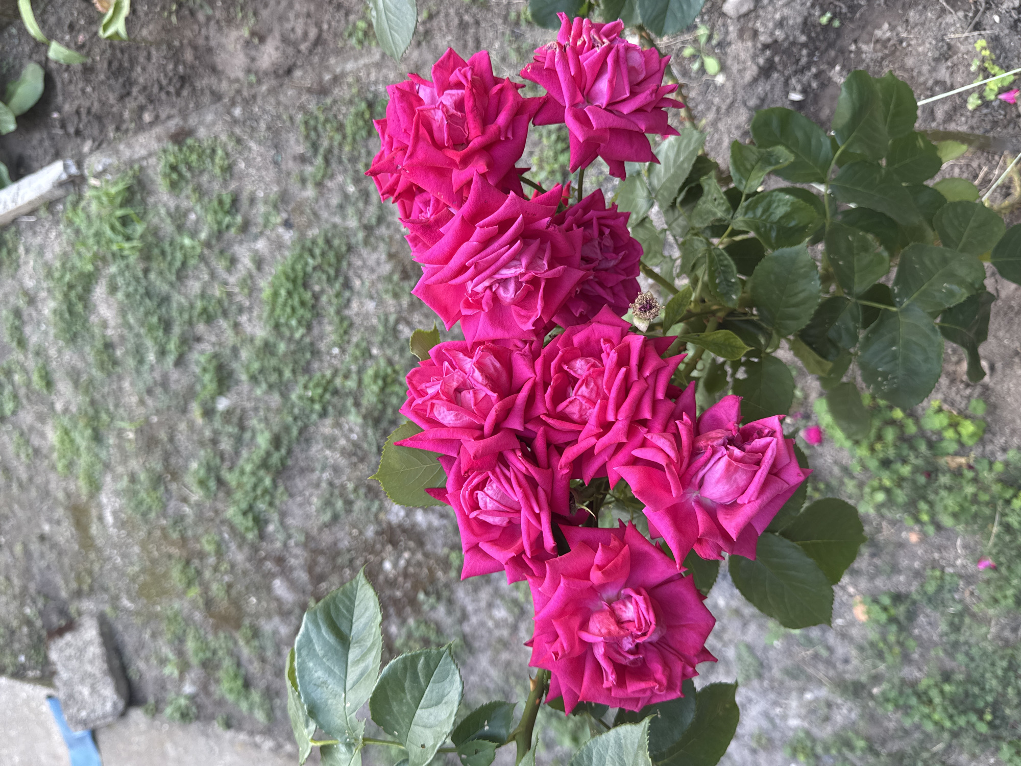 A Bulgarian garden in midsummer: roses, tomatoes, and green shade