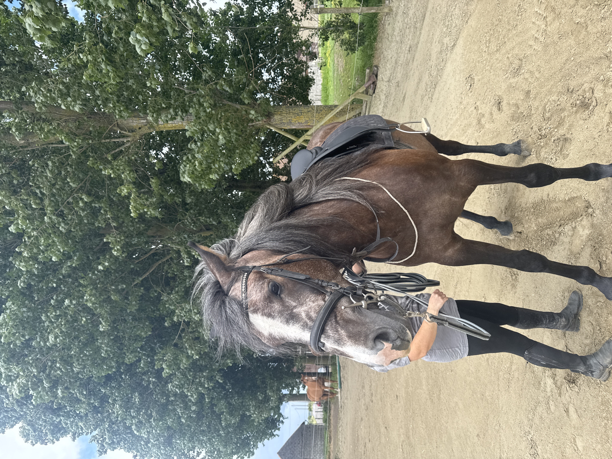 Horse training and care activities documented at Belgian equestrian facility