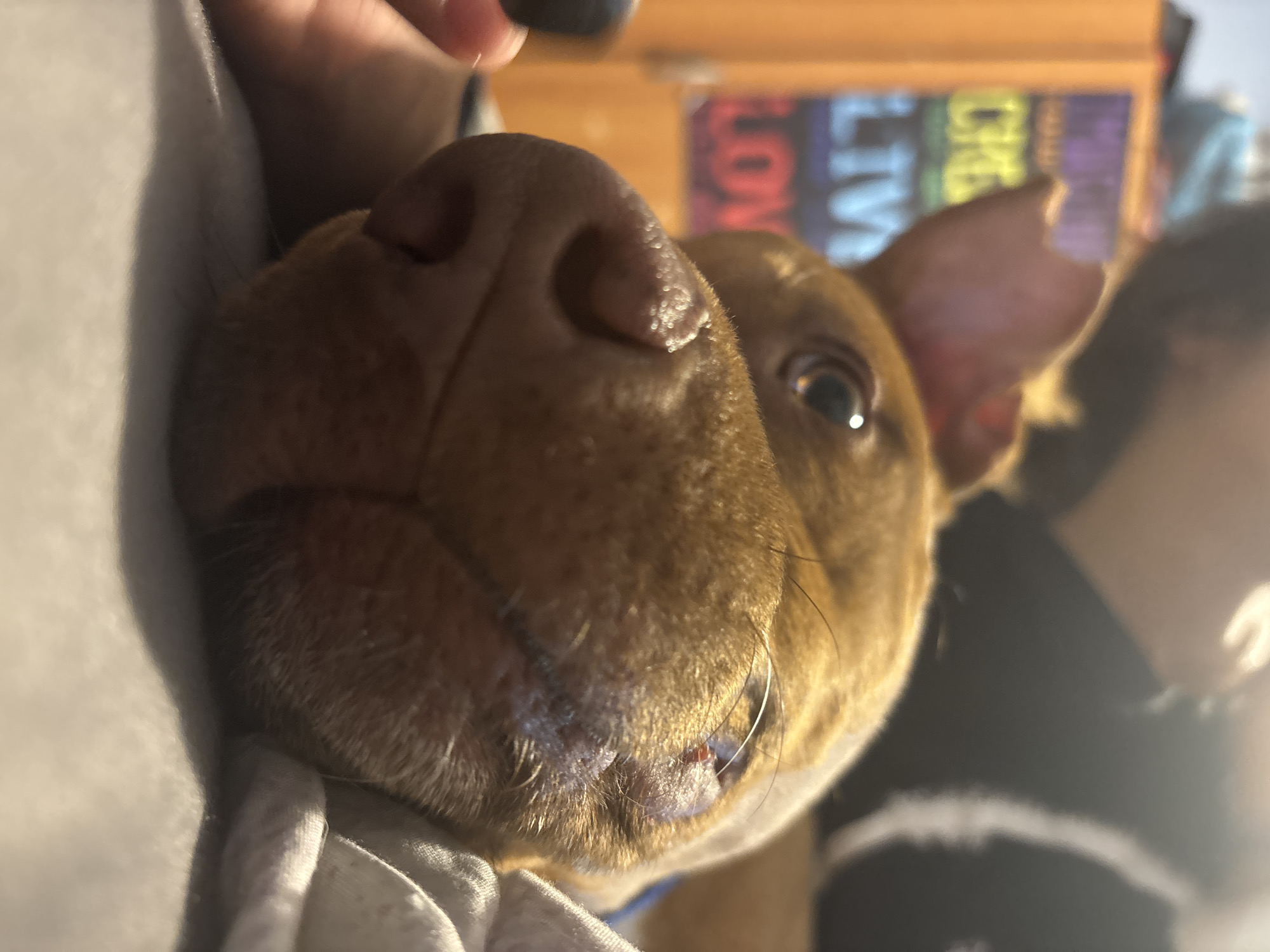 Brown dog photographed in intimate close-ups in Sofia