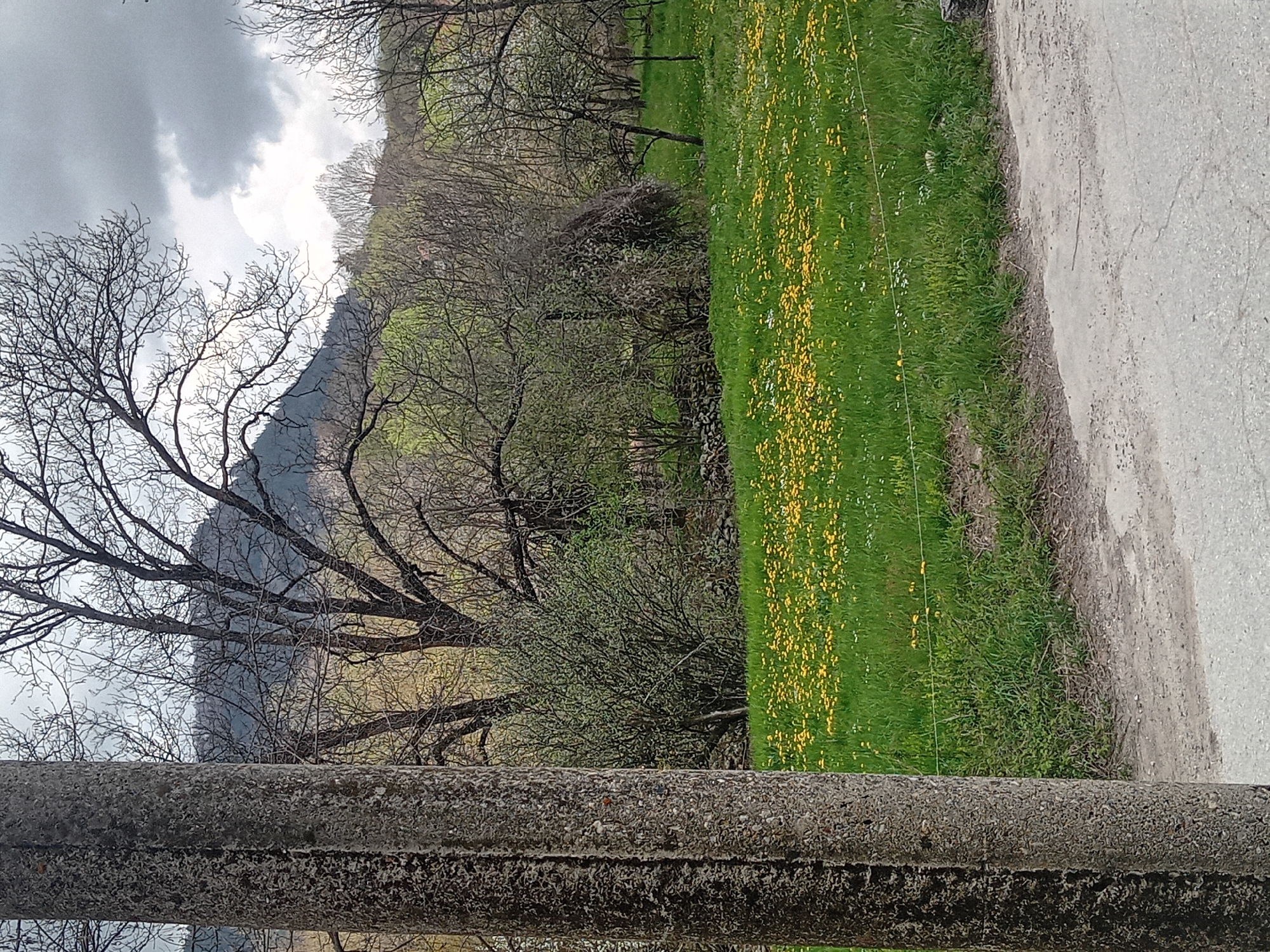 Spring flowers bloom in rural gardens under cloudy skies