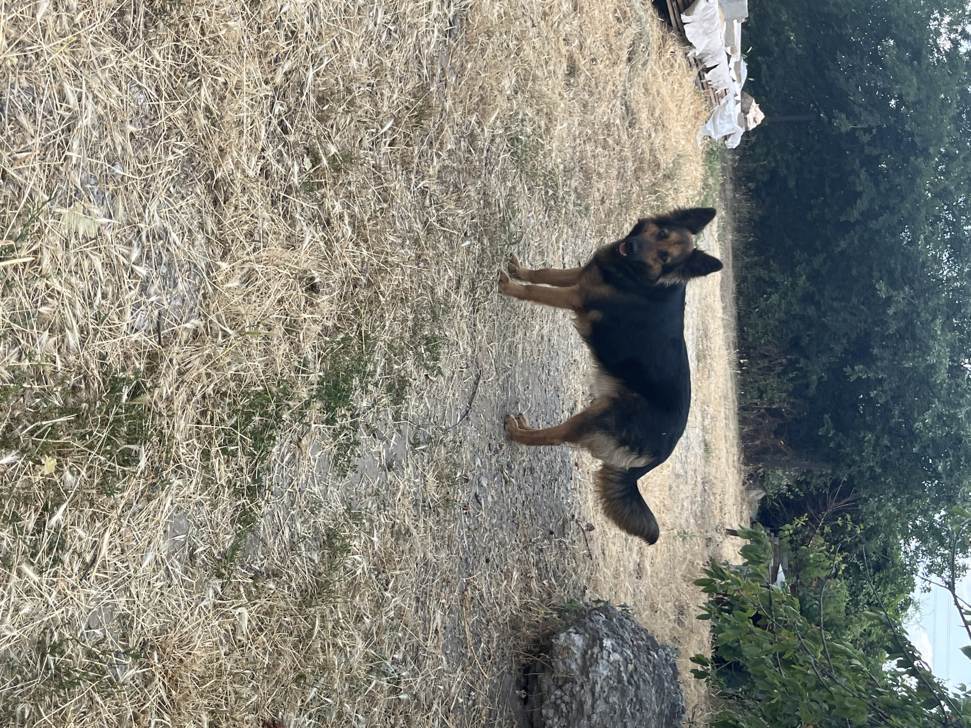 Dogs and blackberry blossoms in a dry Dnipro backyard