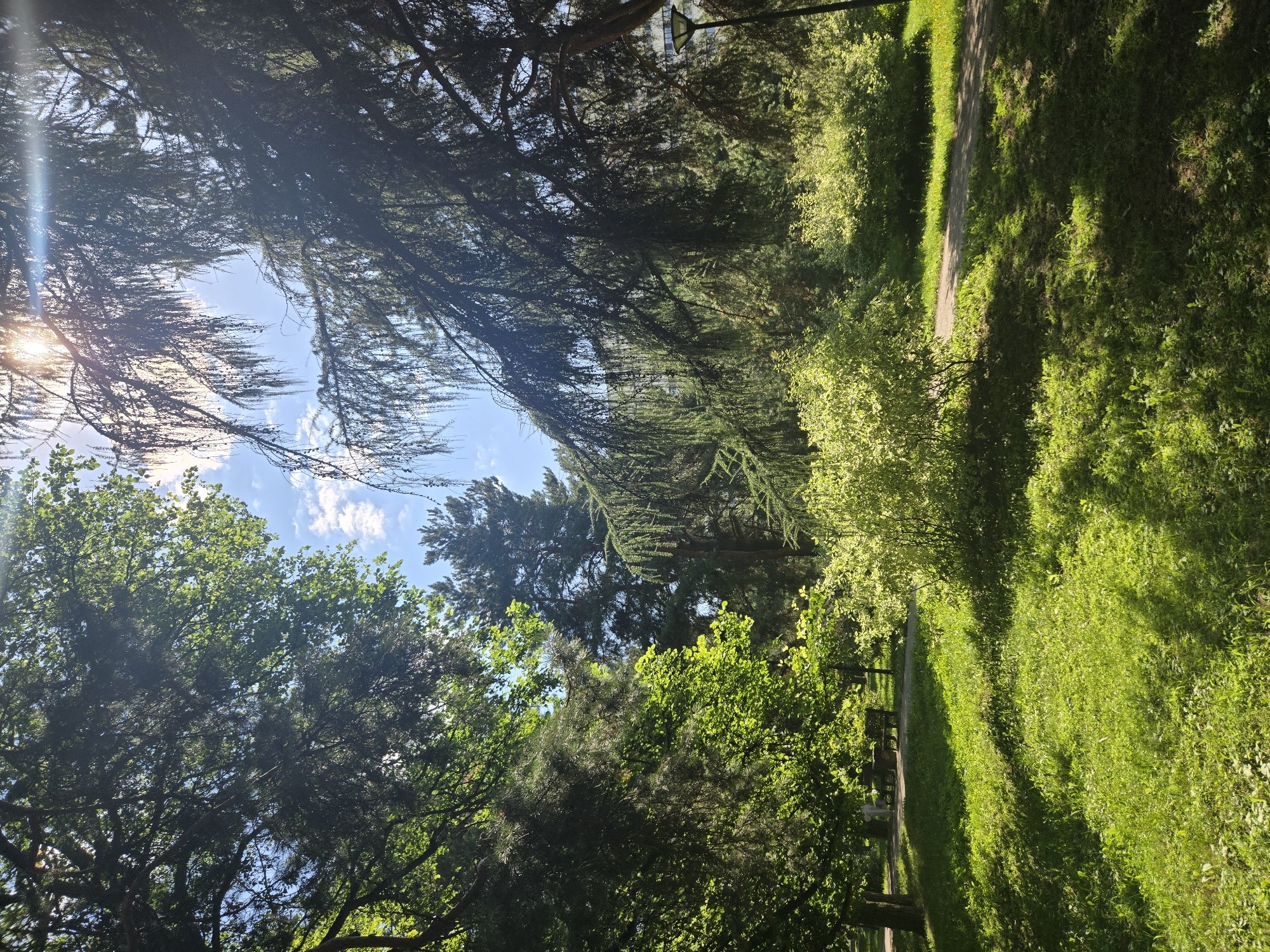 Summer morning in a Moscow park, greenery and garden details