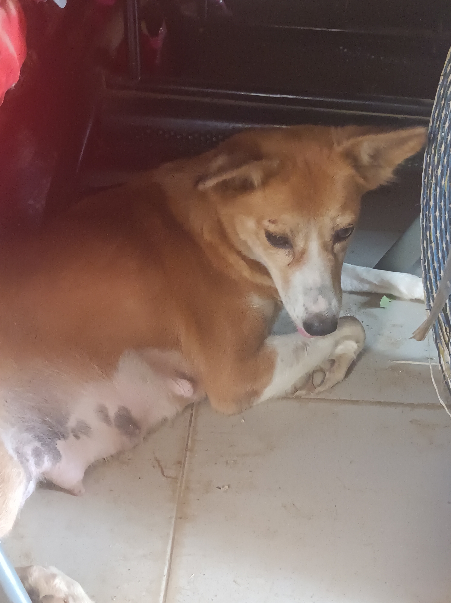 Dog rests on tiled floor in Narayi, Nigeria