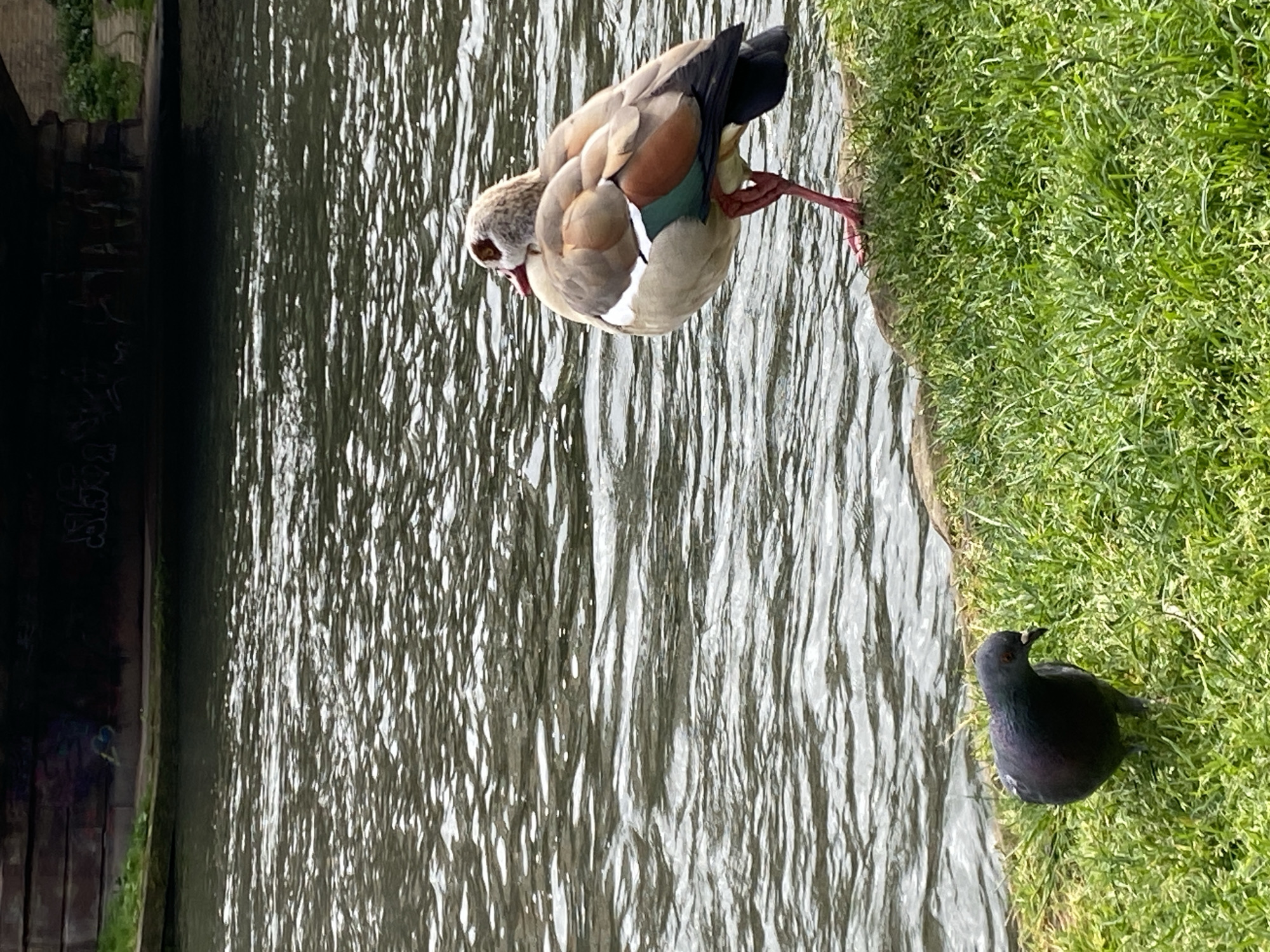 Wildlife spotted along Strasbourg canal banks amid spring scenery