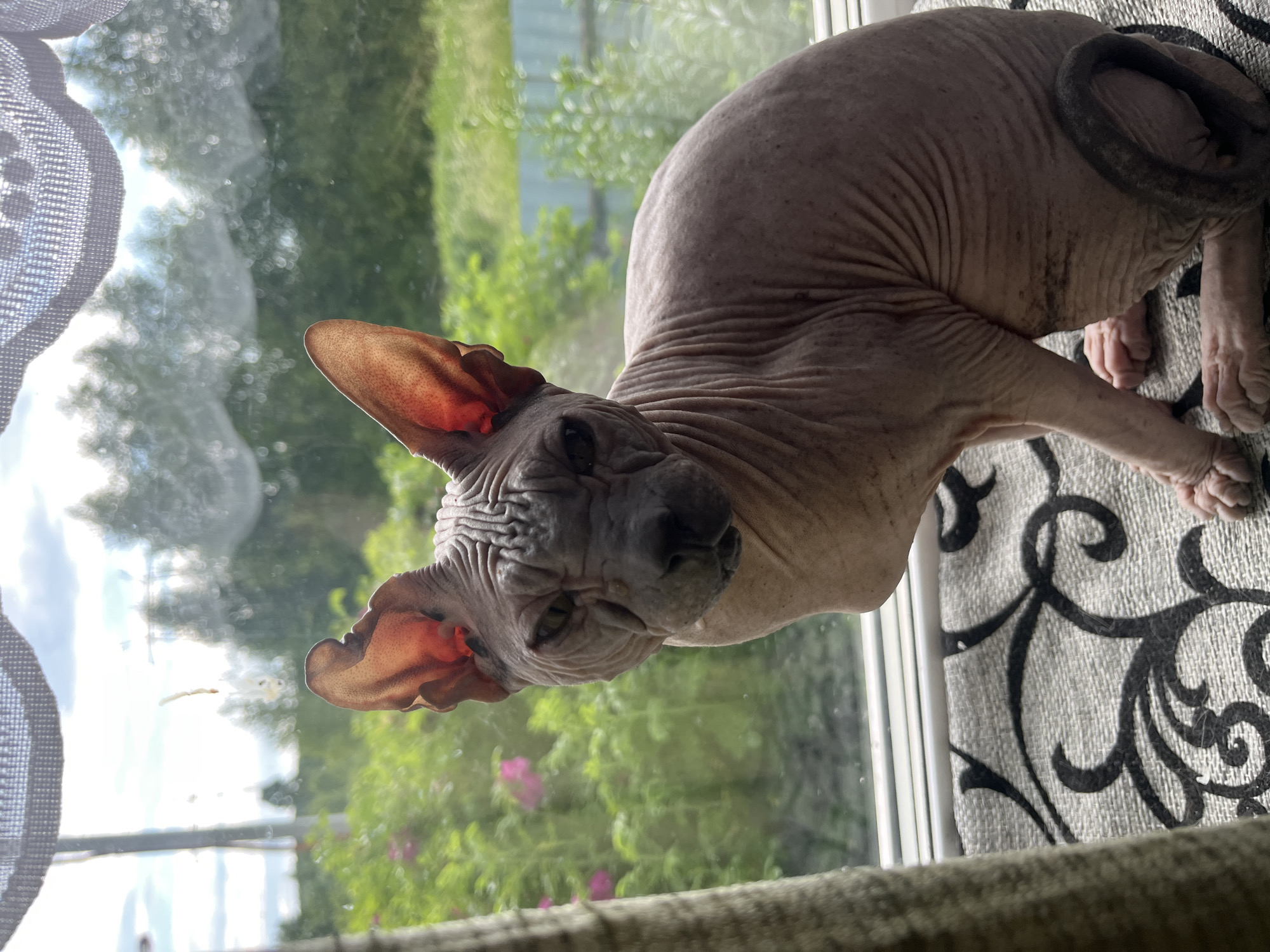 A Nizhny Tagil home full of dogs and Sphynx cats