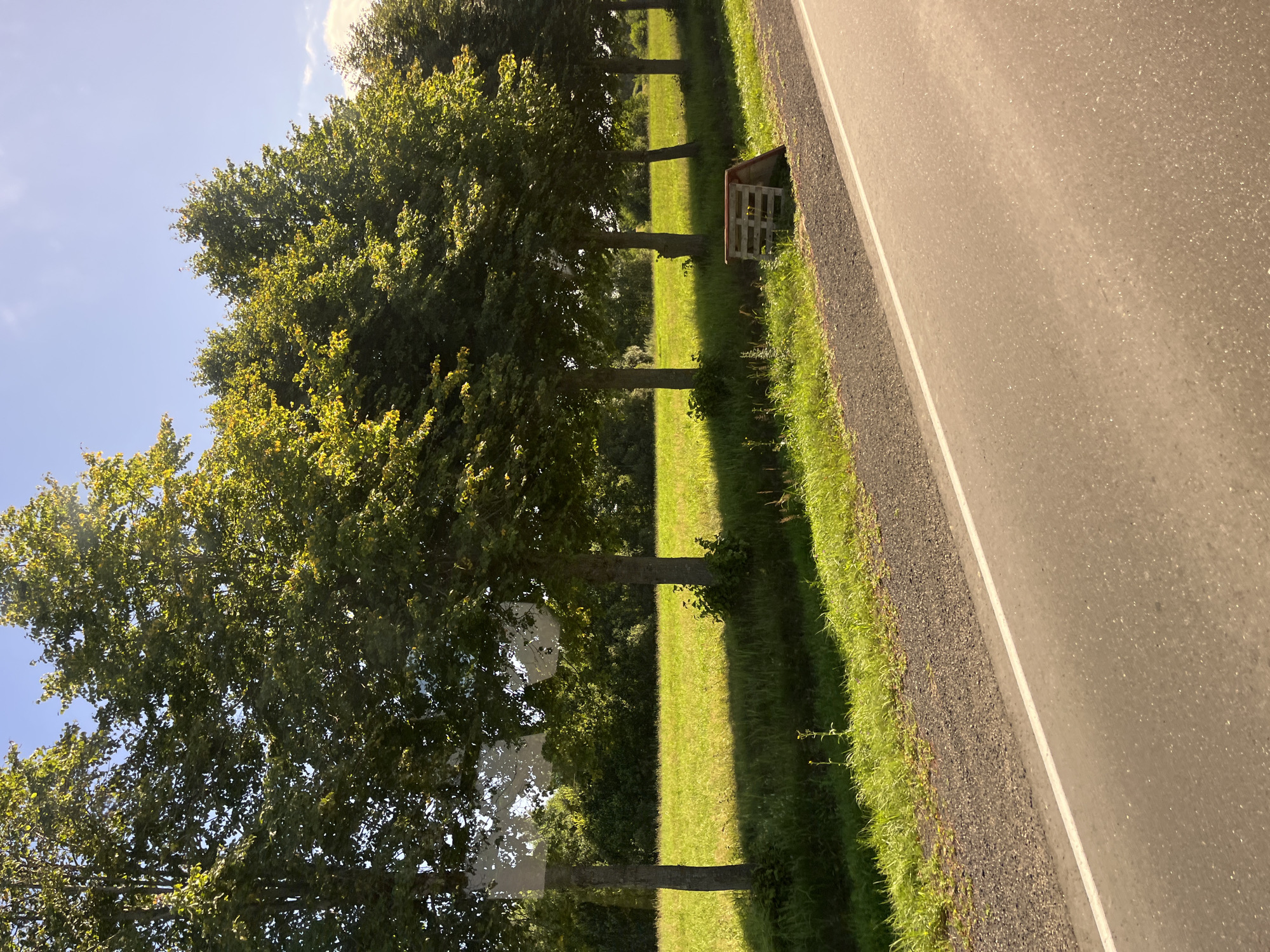 Sunny rural road with tree-lined fields, Belarus countryside