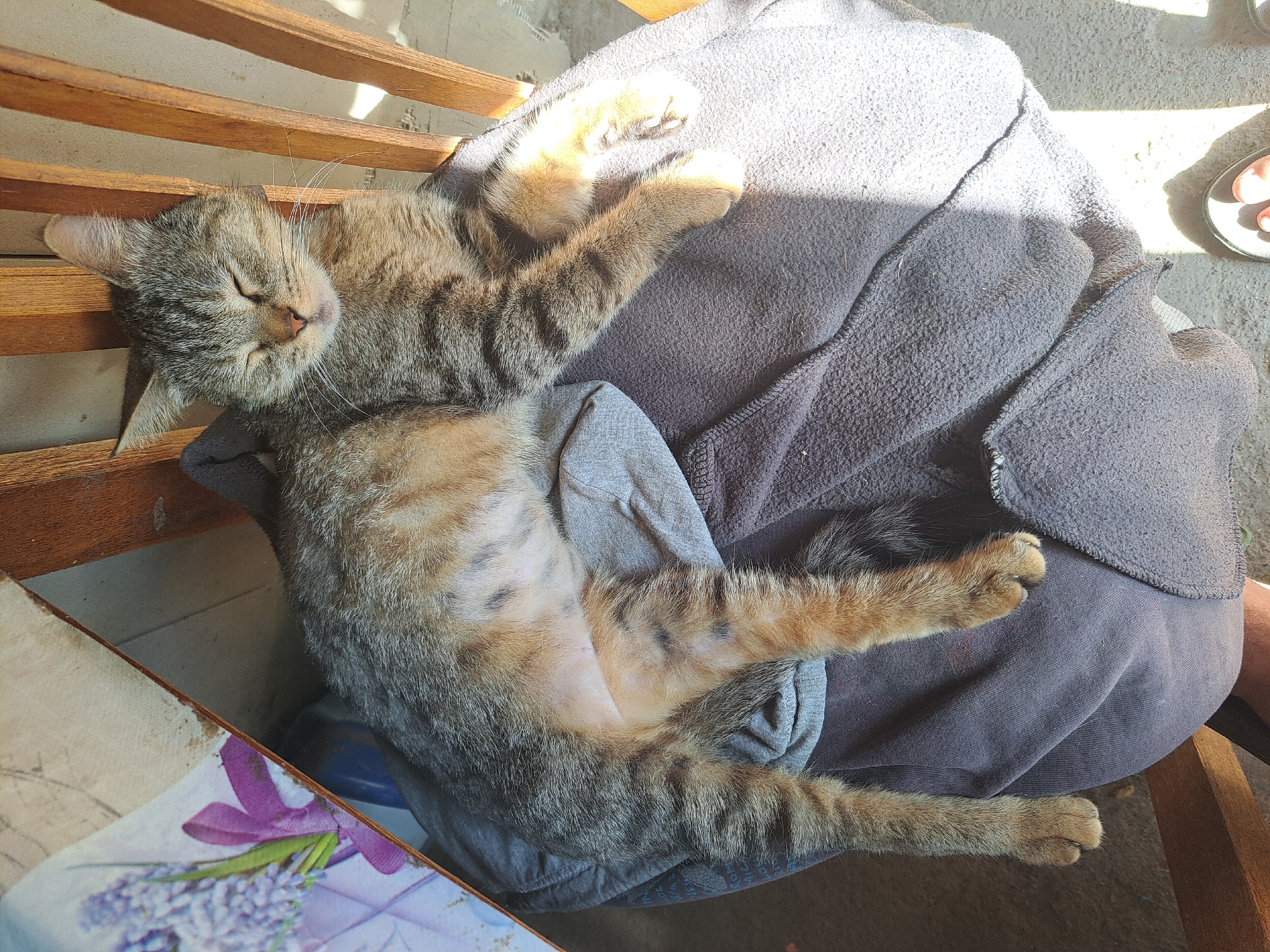 Lazy afternoon with a tabby cat in Vypasne