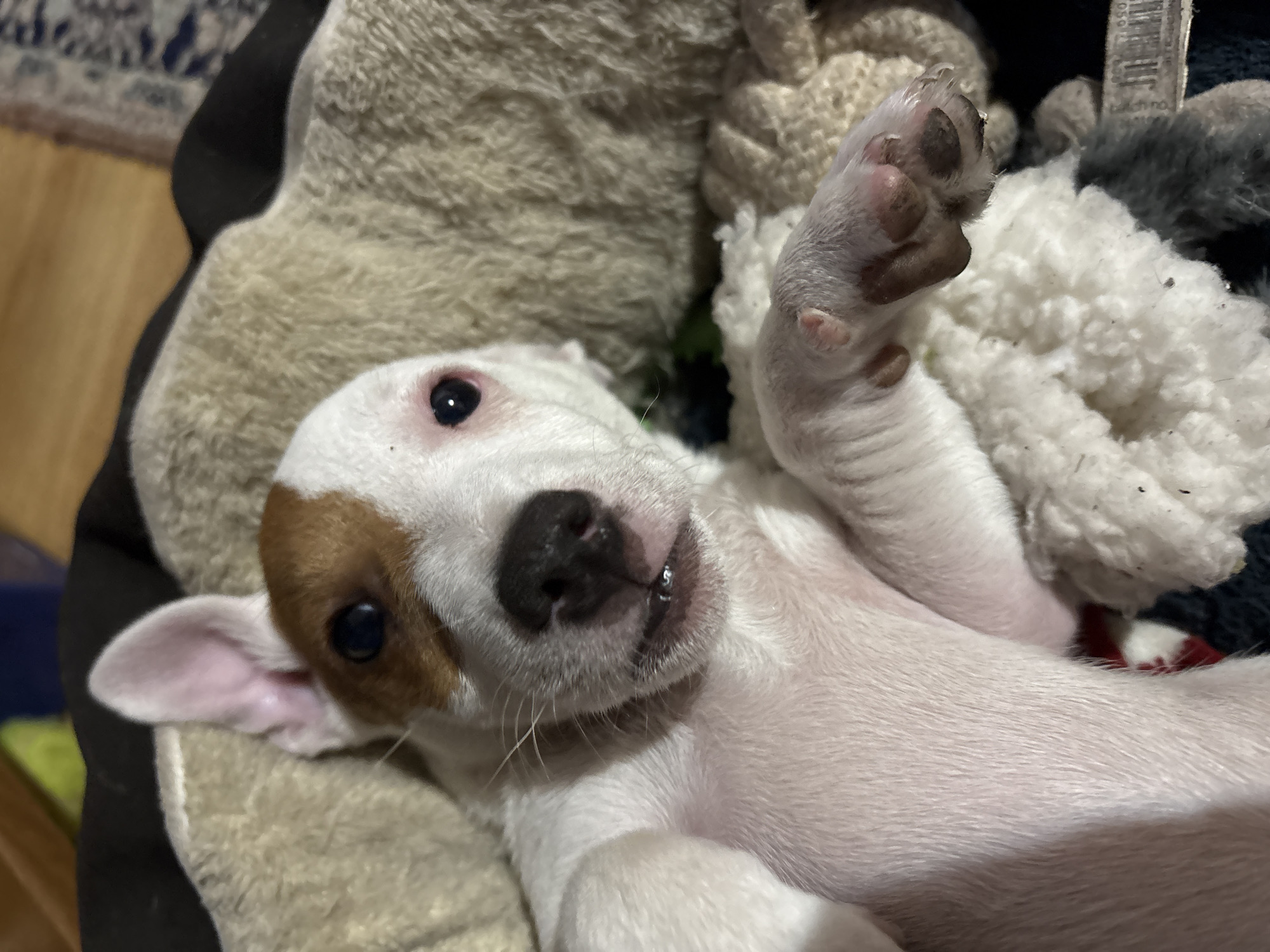Puppy photographed relaxing in dog bed in Bansko