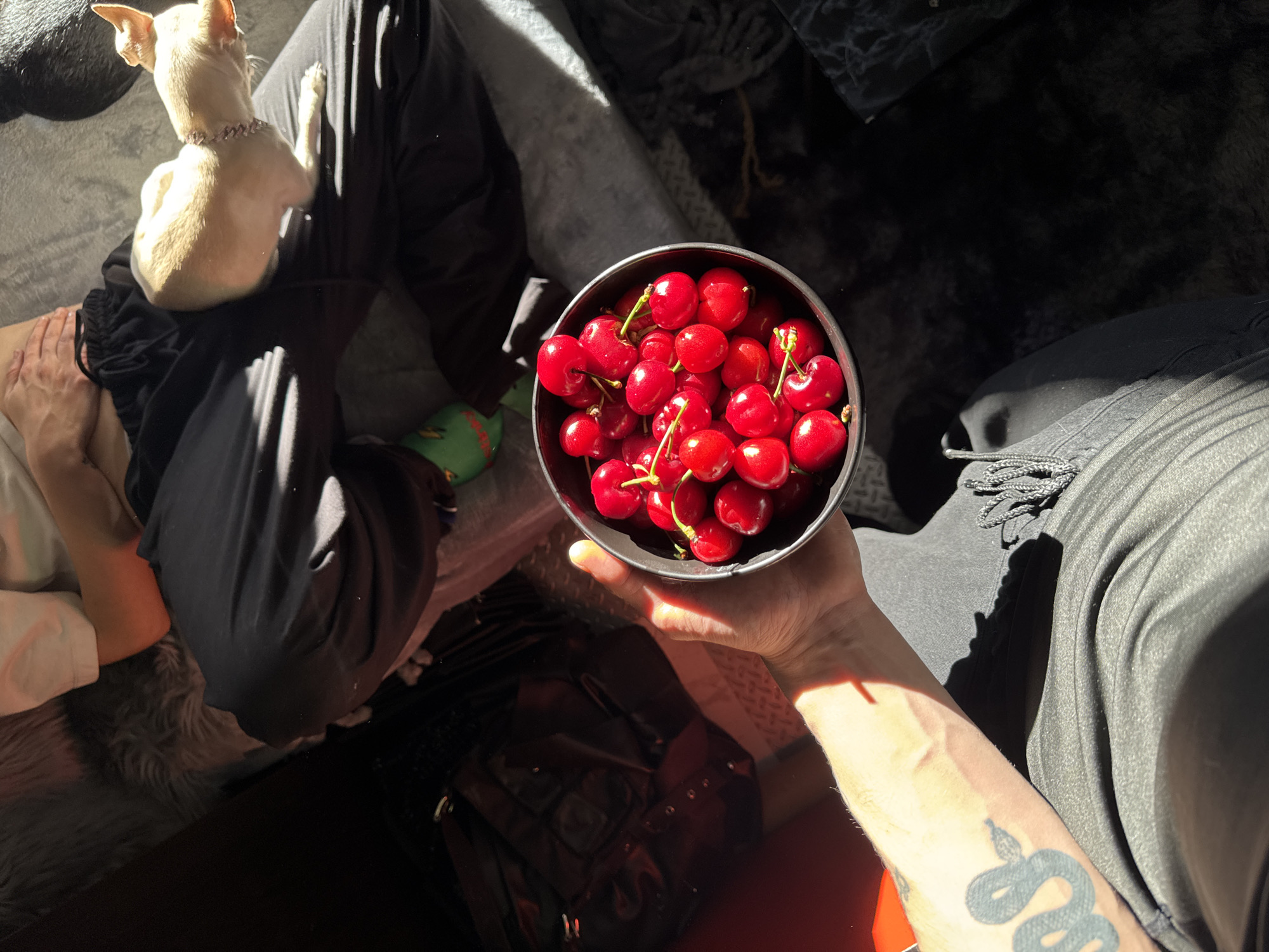 Person enjoys bowl of cherries with dog in Sofia