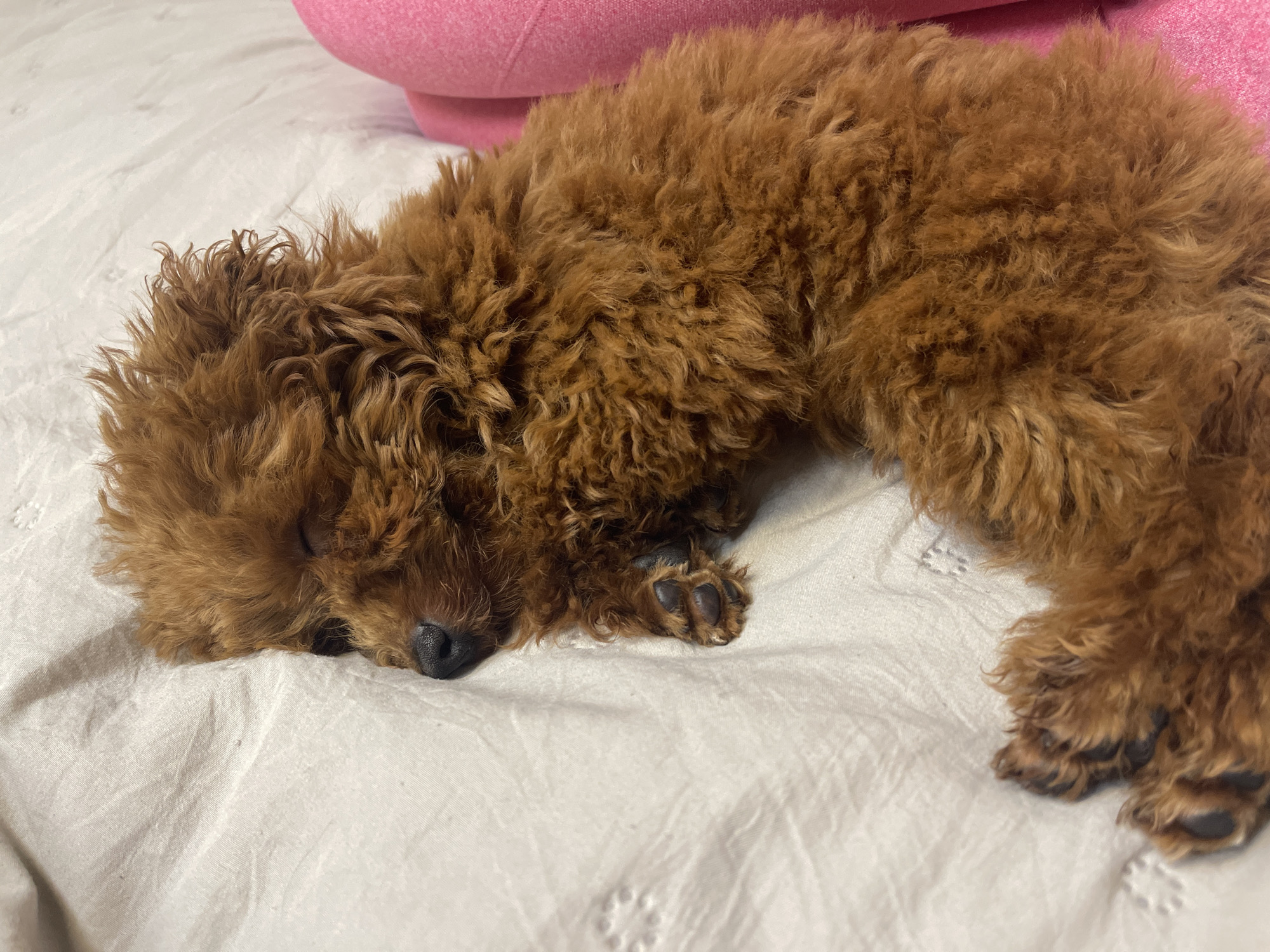 Brown poodle sleeps peacefully on white bedding in Sofia