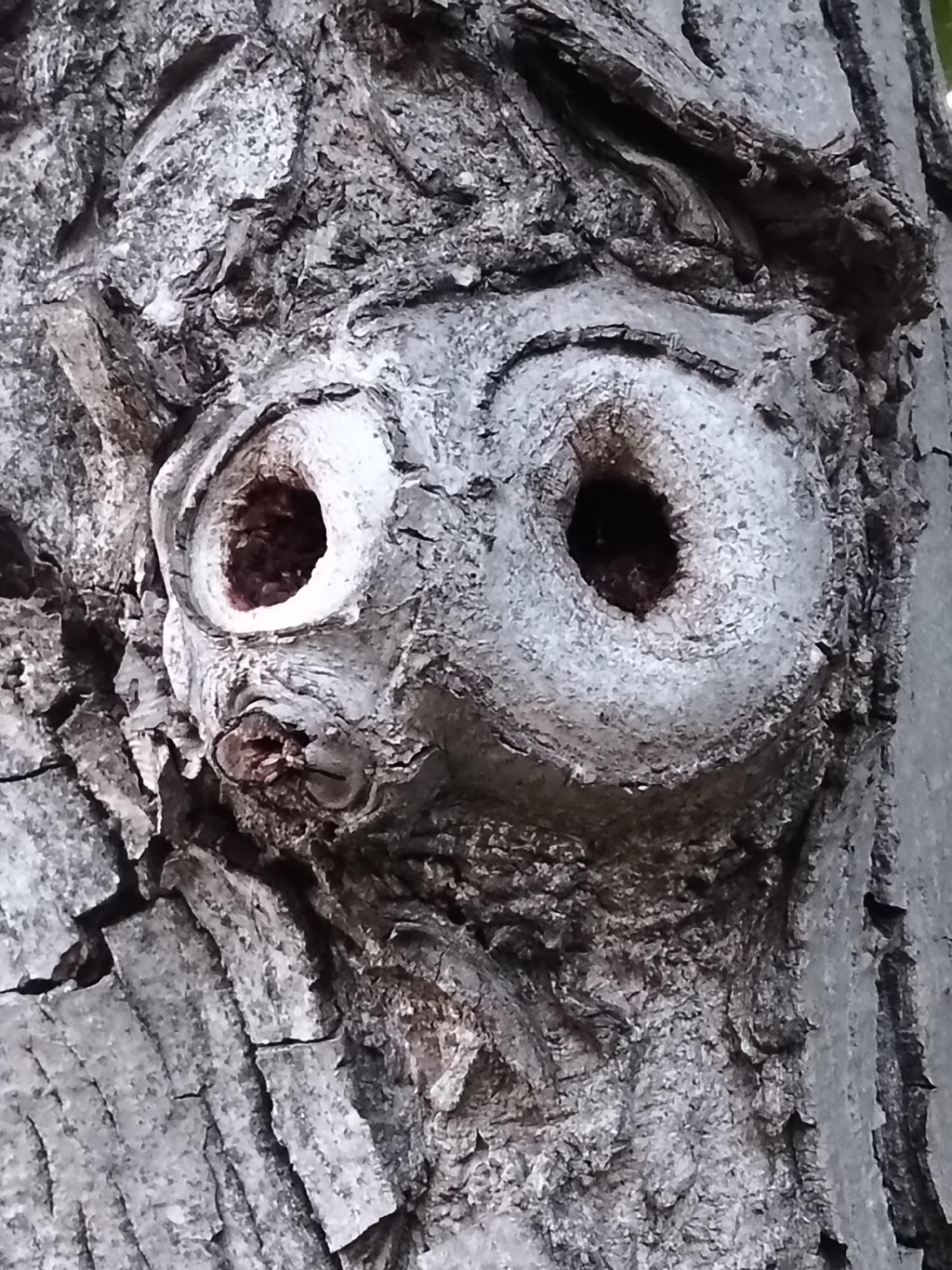 Evening nature walk documented in Biliaivka, Ukraine captures local details