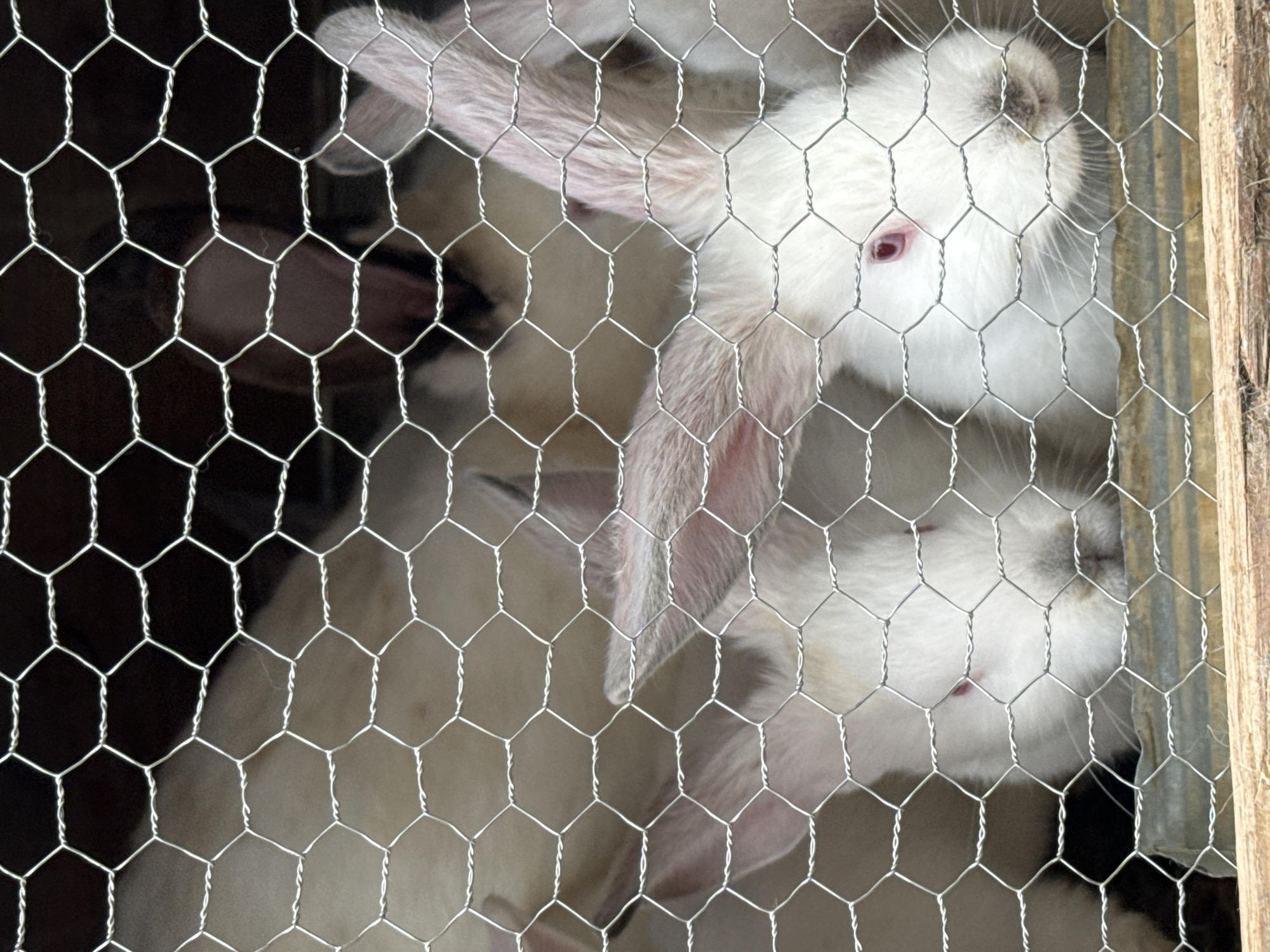 Rural Bulgaria scenes: caged rabbits, heart pavement marking, spring sky