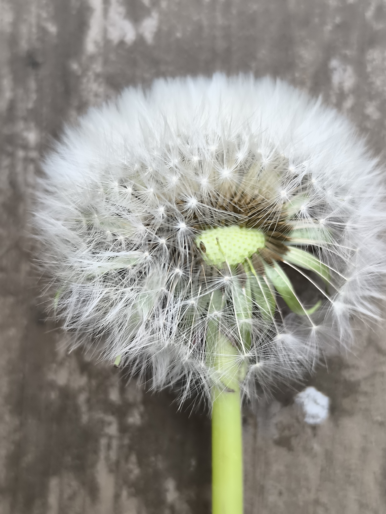 Garden macro photography session documented in Dercekliai, Lithuania