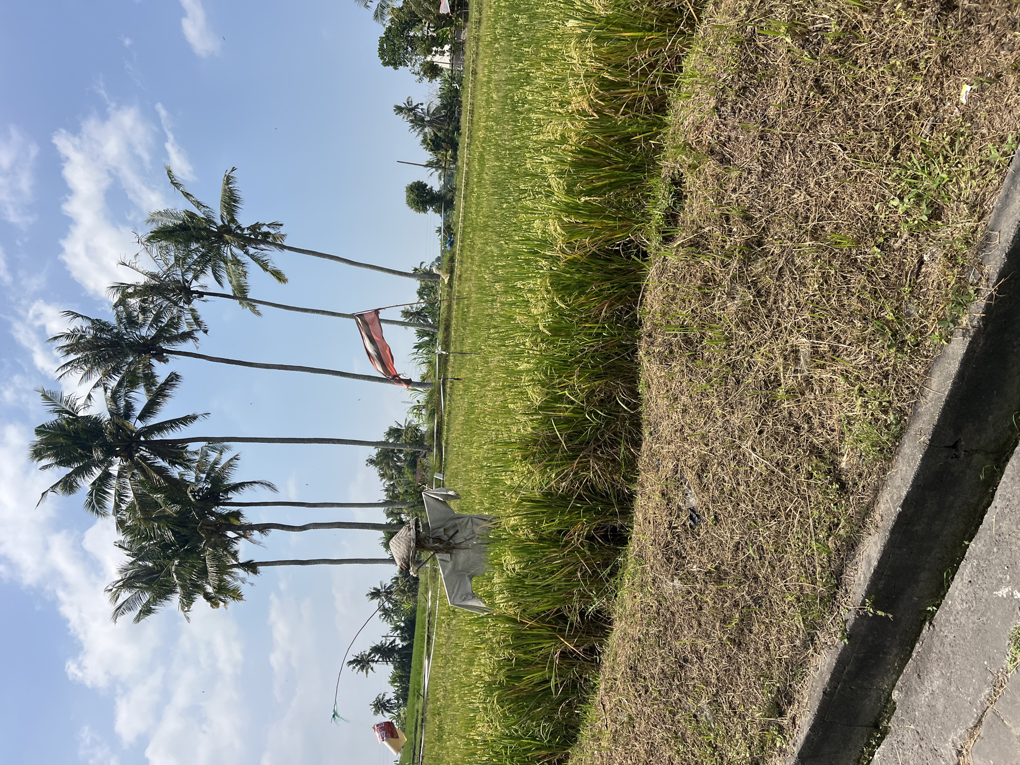 Scarecrow in rice paddy, scooter selfie — Kediri, Indonesia