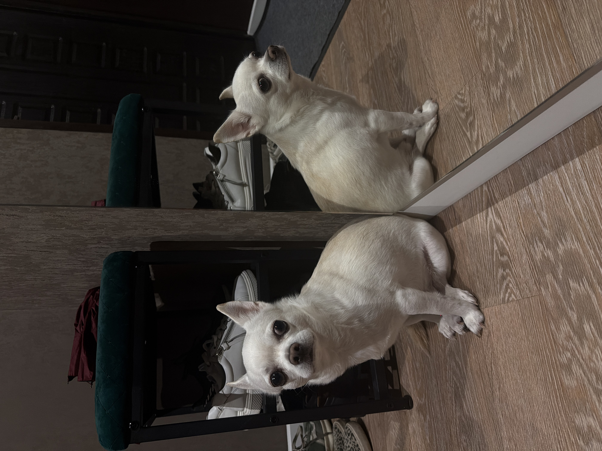Morning domestic moments with Chihuahua documented in Birobidzhan
