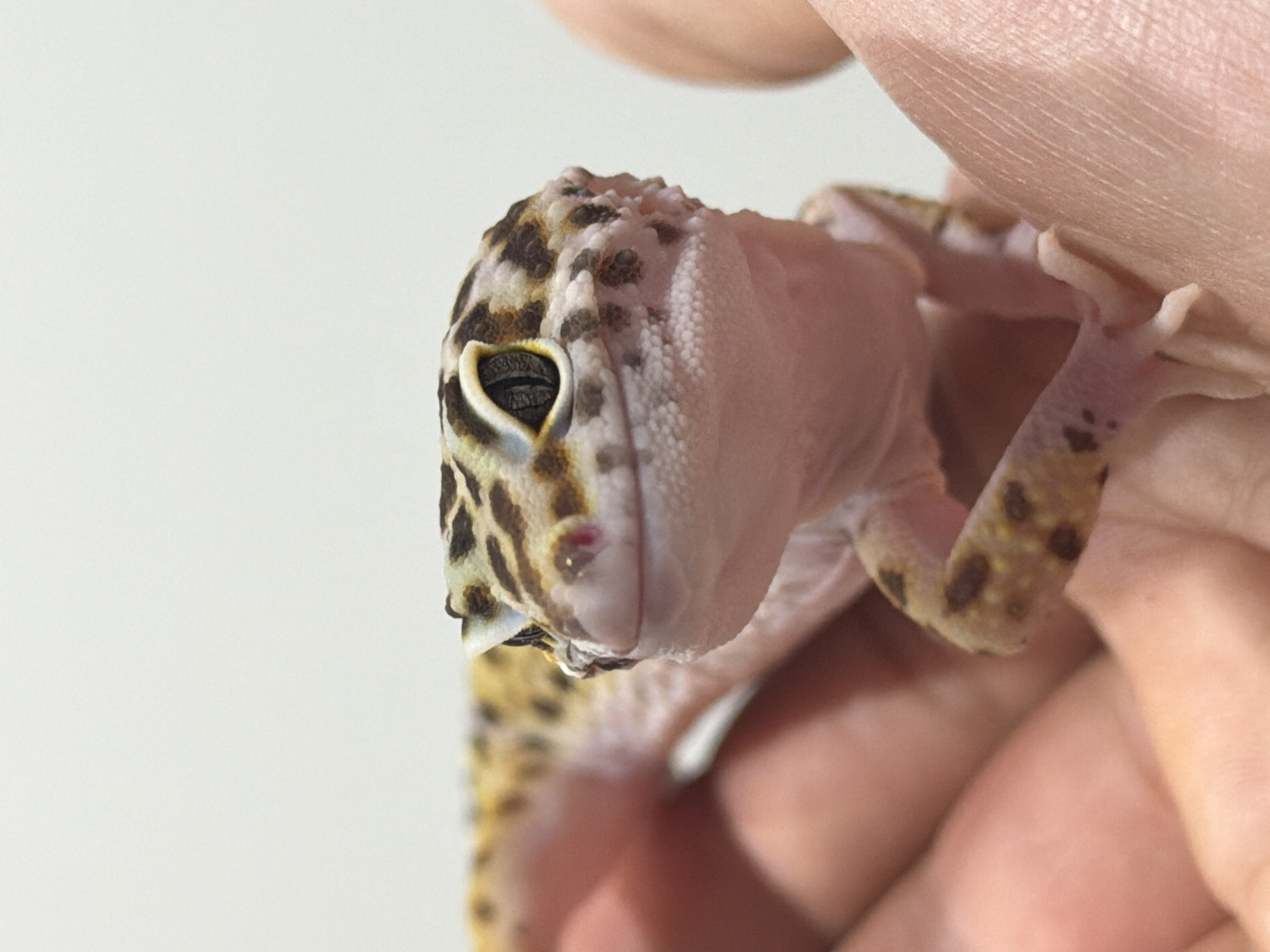 Pet owner documents leopard gecko and Scottish Fold cat
