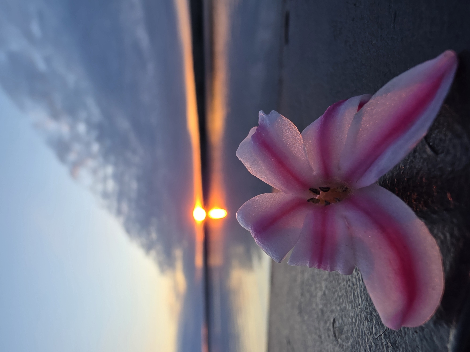 Sunset captured over waterfront with flower detail, May 2026