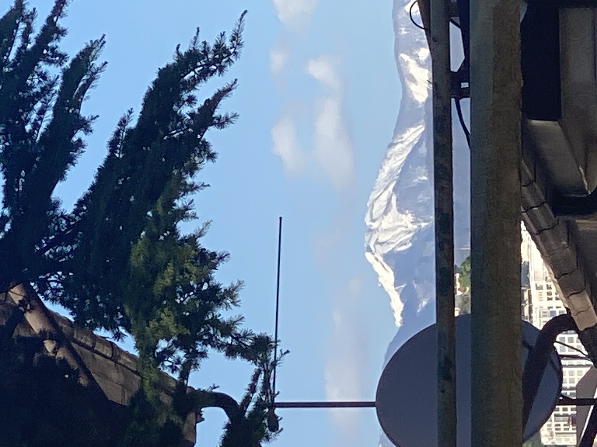 Trees photographed against blue sky in Sochi, Russia