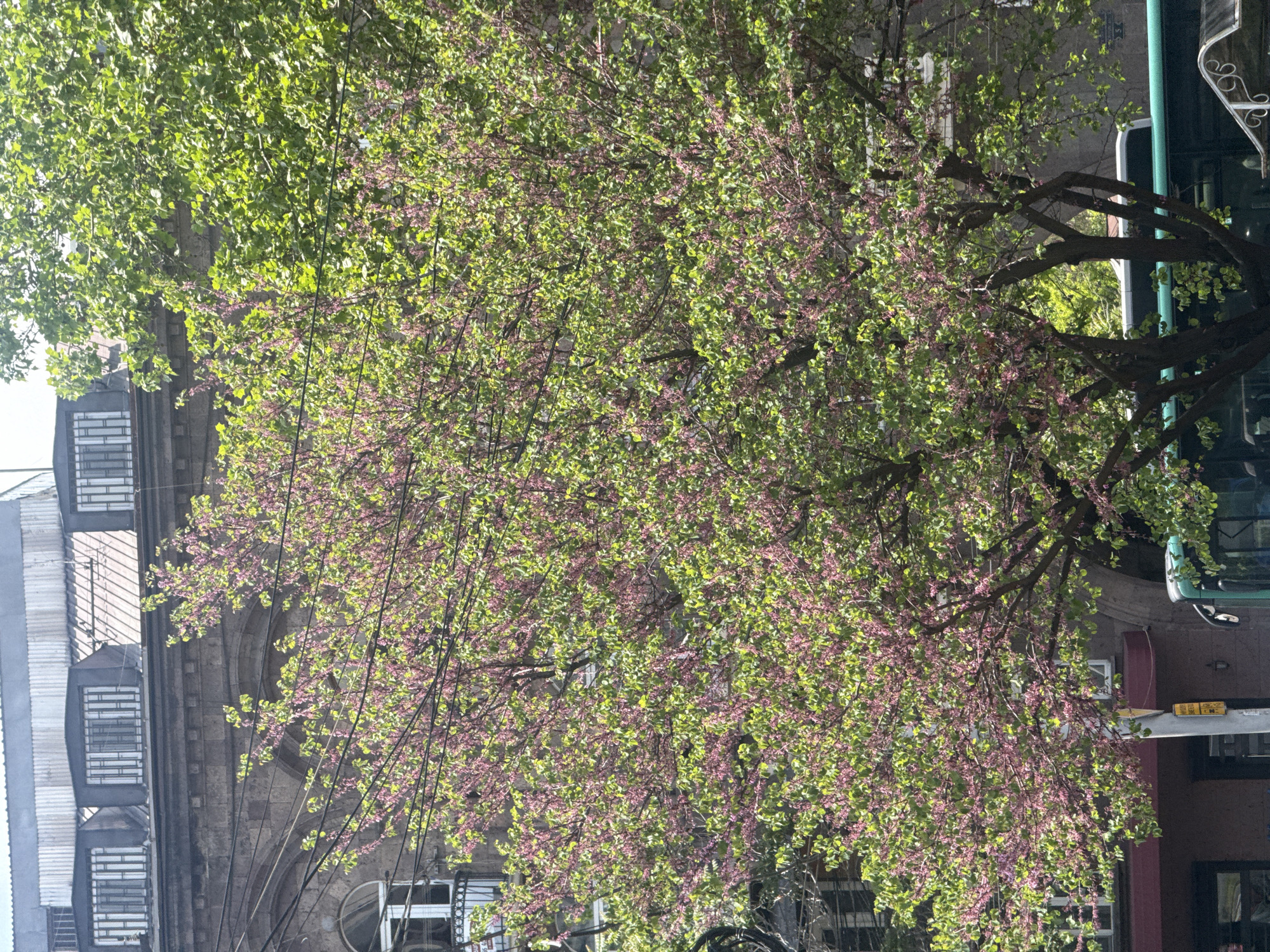 Spring flowers and plants spotted across Yerevan Armenia